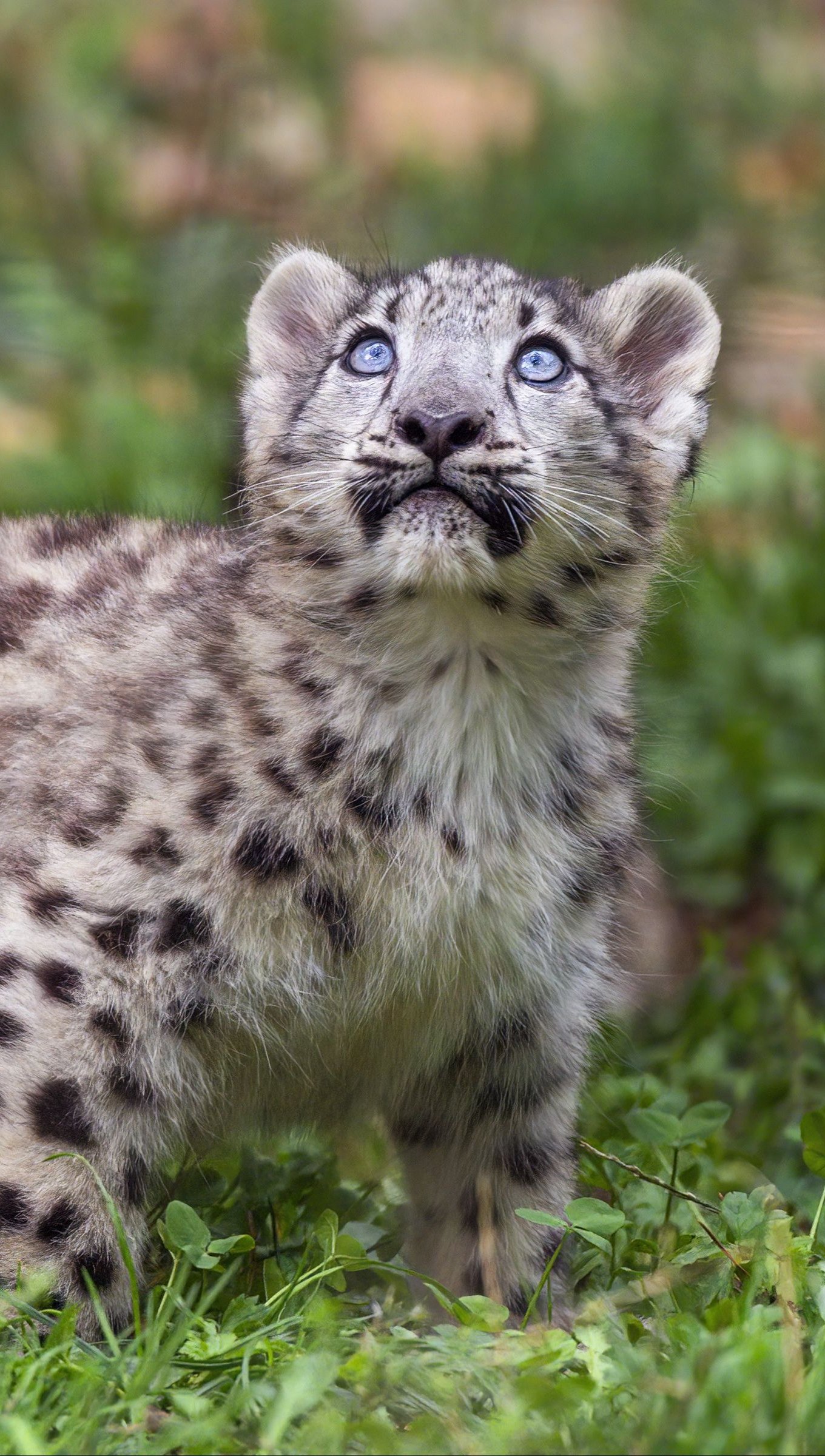 Wallpaper Snow Leopard Kitten Vertical