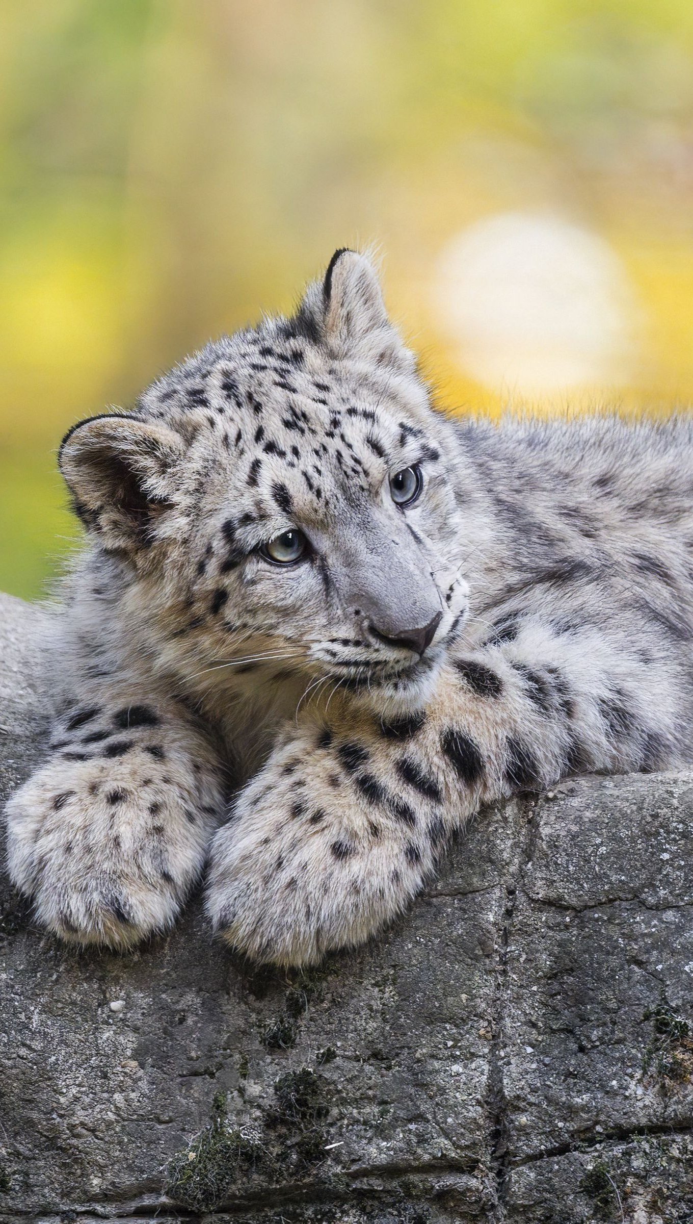Wallpaper Snow Leopard laying down Vertical