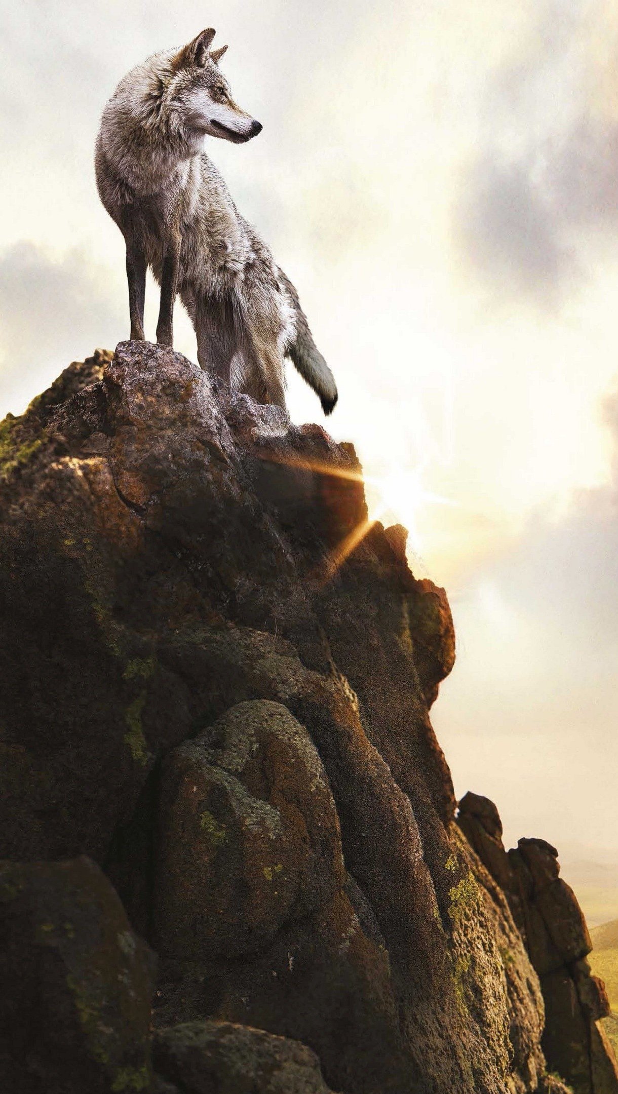 Wallpaper Wolf on top of a rock Vertical