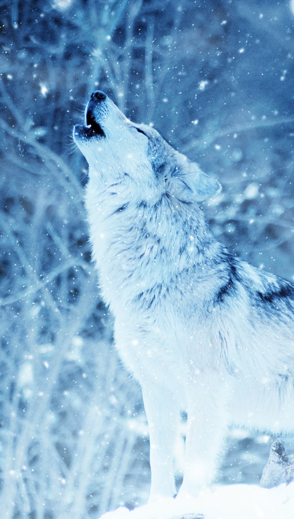 Wallpaper Wolf howling in winter Vertical