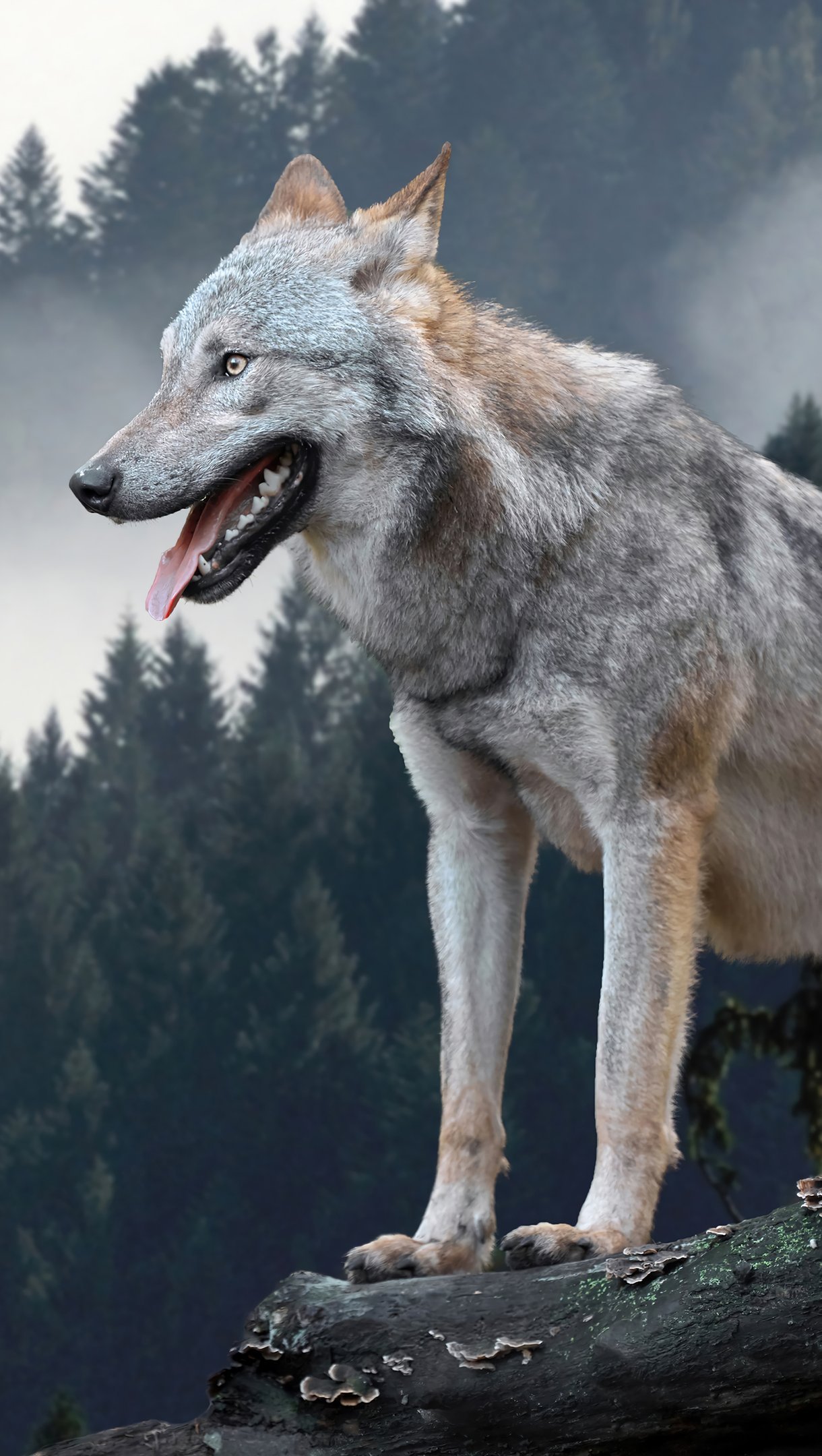 Wallpaper Wolf on rock in the forest Vertical