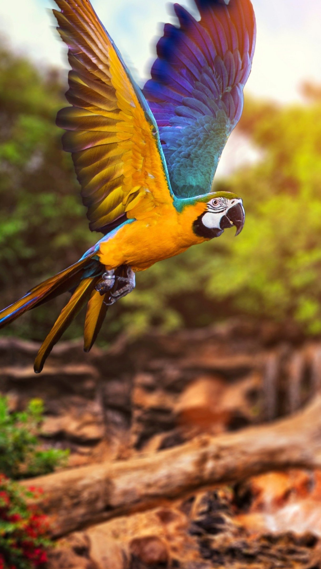 Wallpaper Parrot in the forest at sunrise Vertical