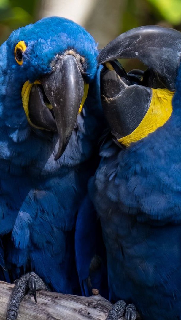 Macaw Parrots Wallpaper 2k Quad HD ID:11143