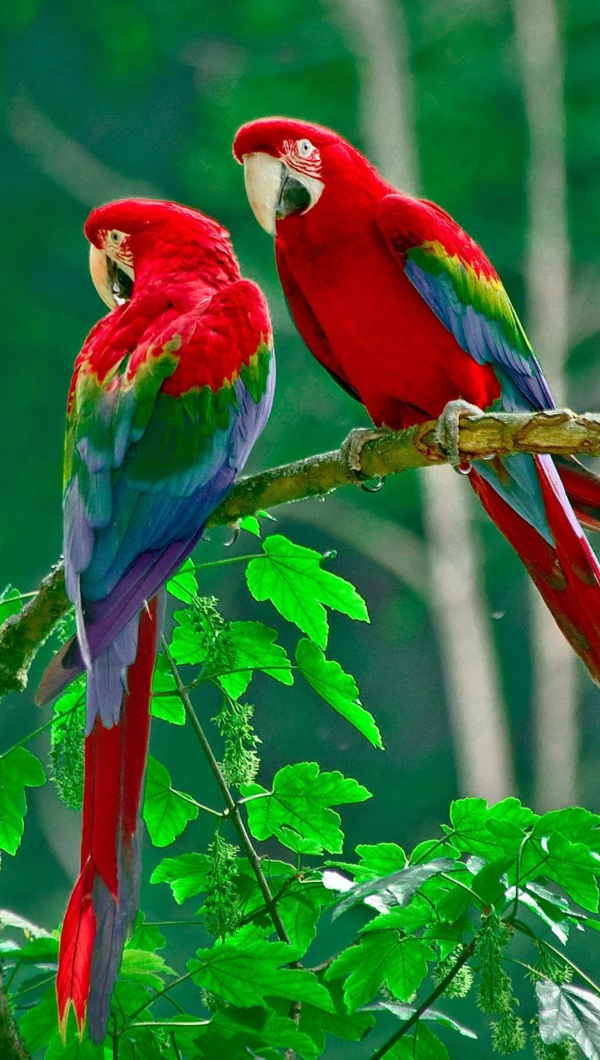 Wallpaper Parrots Vertical