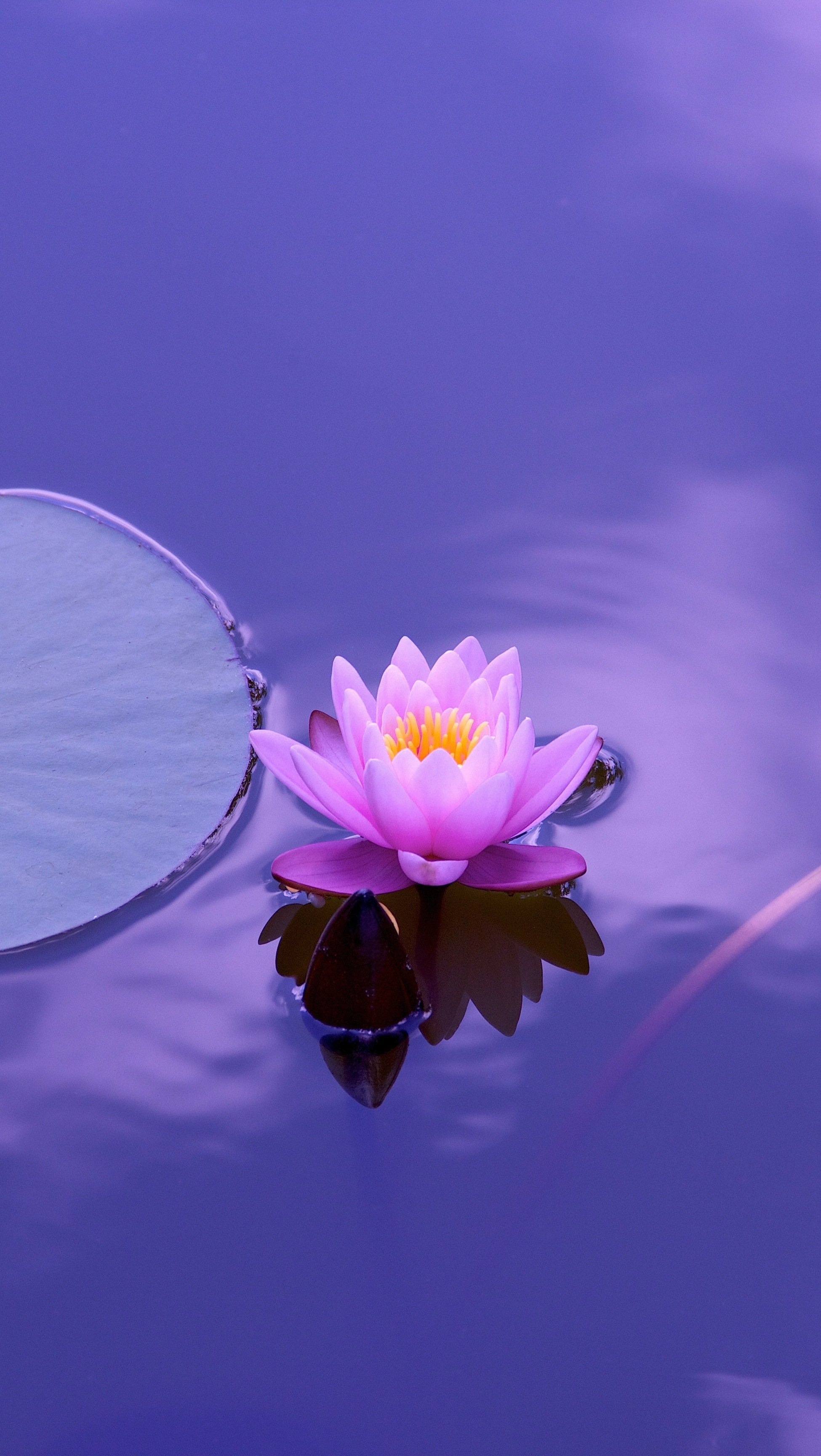 Wallpaper Lotus flower in water Vertical