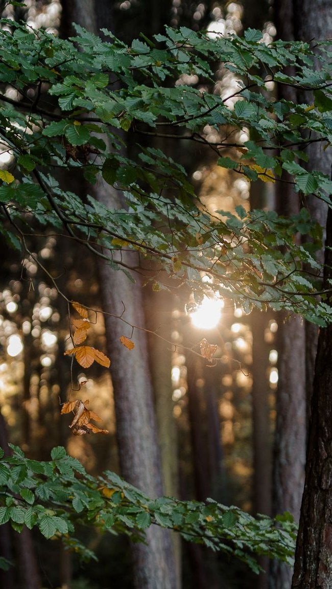 Fondos de pantalla Luz del sol entre arboles del bosque Vertical