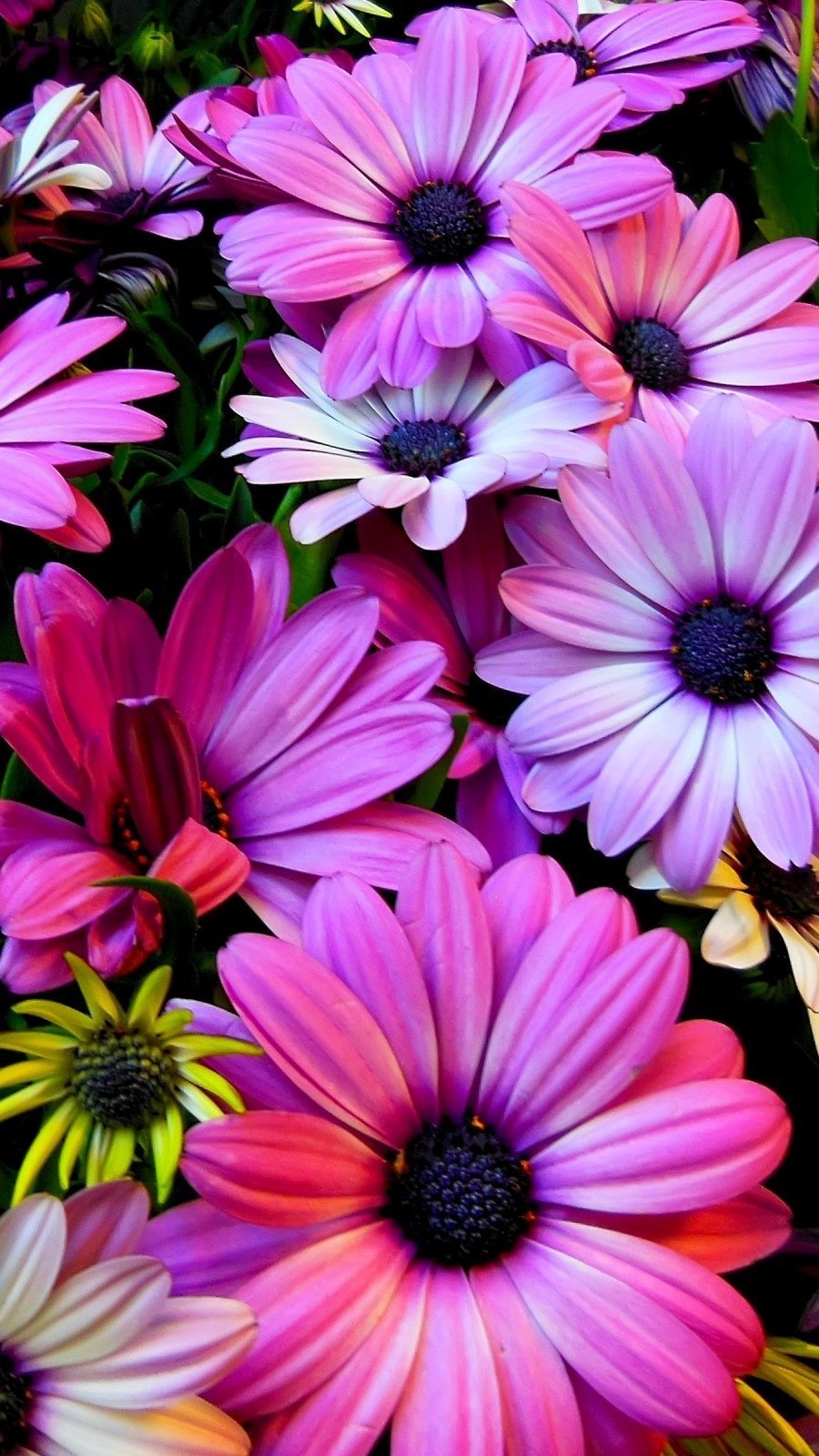 Wallpaper Yellow and purple daisies Vertical