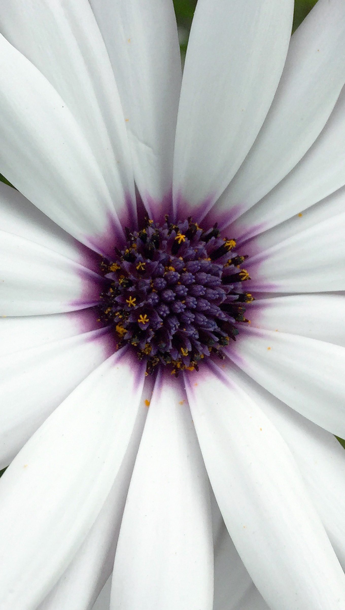 Wallpaper White daisies with purple Vertical