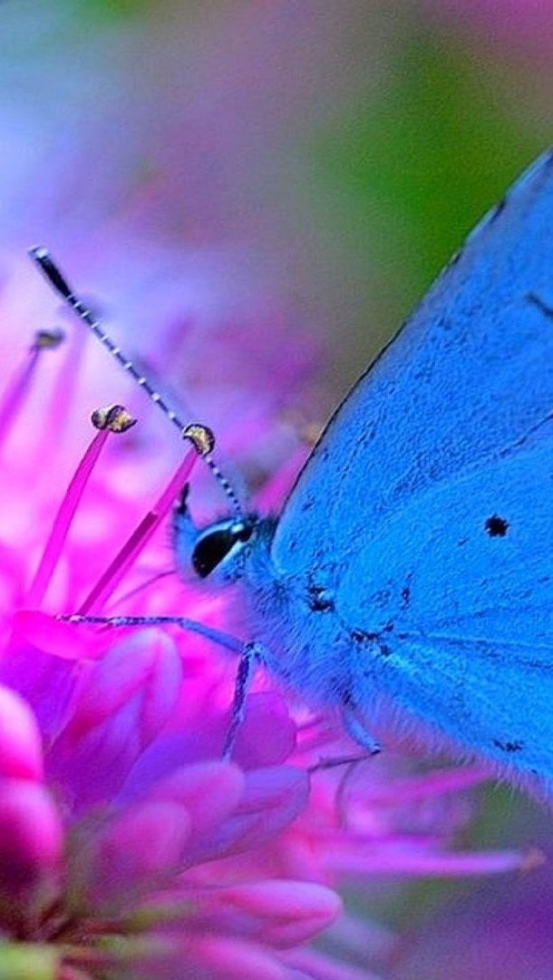 Fondos de pantalla Mariposa azul sobre flor rosa Vertical