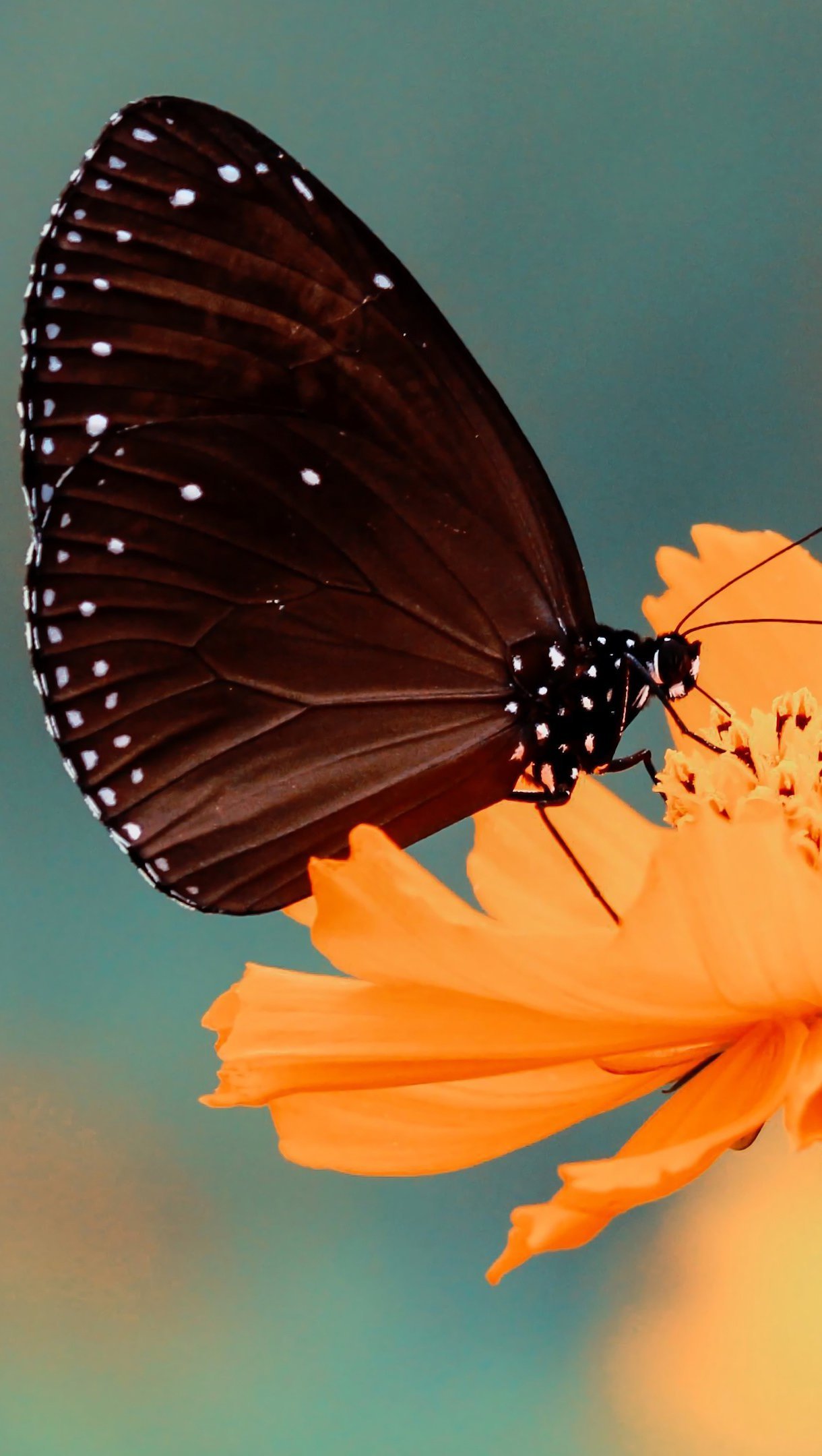 Fondos de pantalla Mariposa en una flor Vertical
