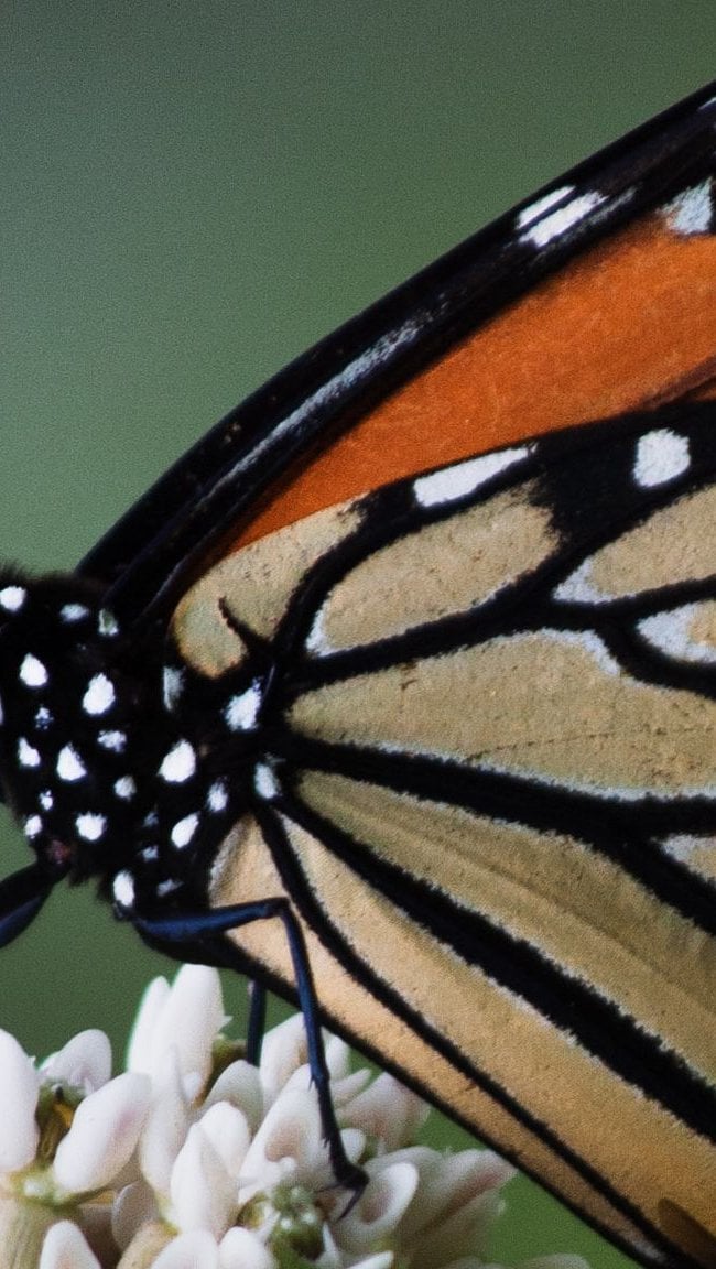 Fondos de pantalla Mariposa monarca sobre flores Vertical