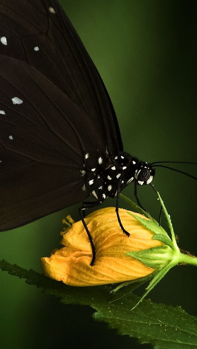 Black butterfly Wallpaper ID:11337