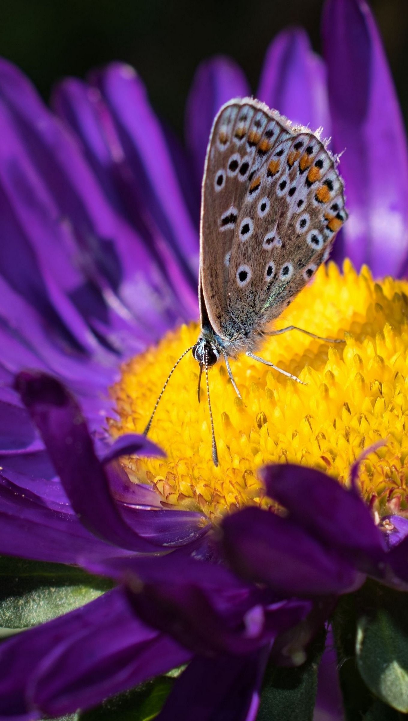 Butterfly on purple flower Wallpaper 4k Ultra HD ID:10659