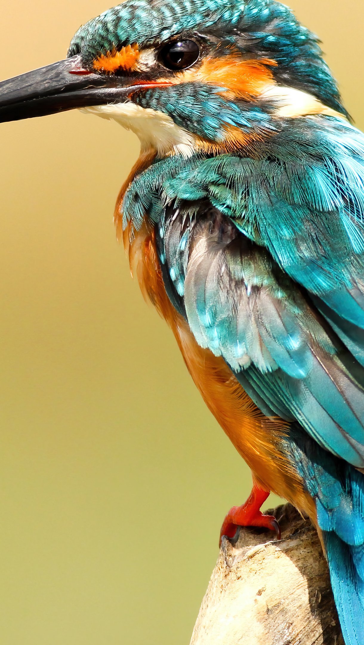 Wallpaper Kingfisher bird Vertical