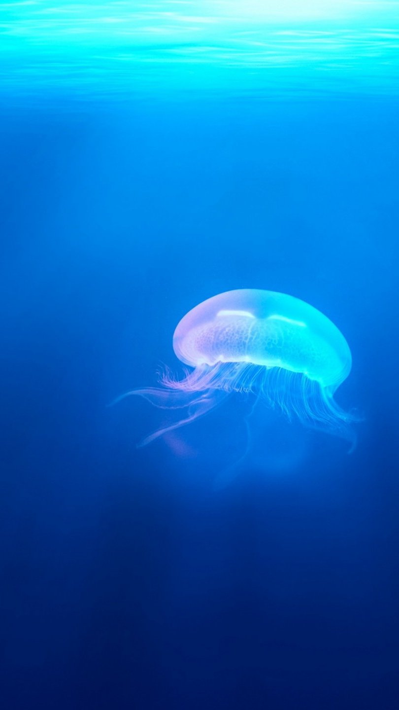 Wallpaper Jellyfish underwater Vertical