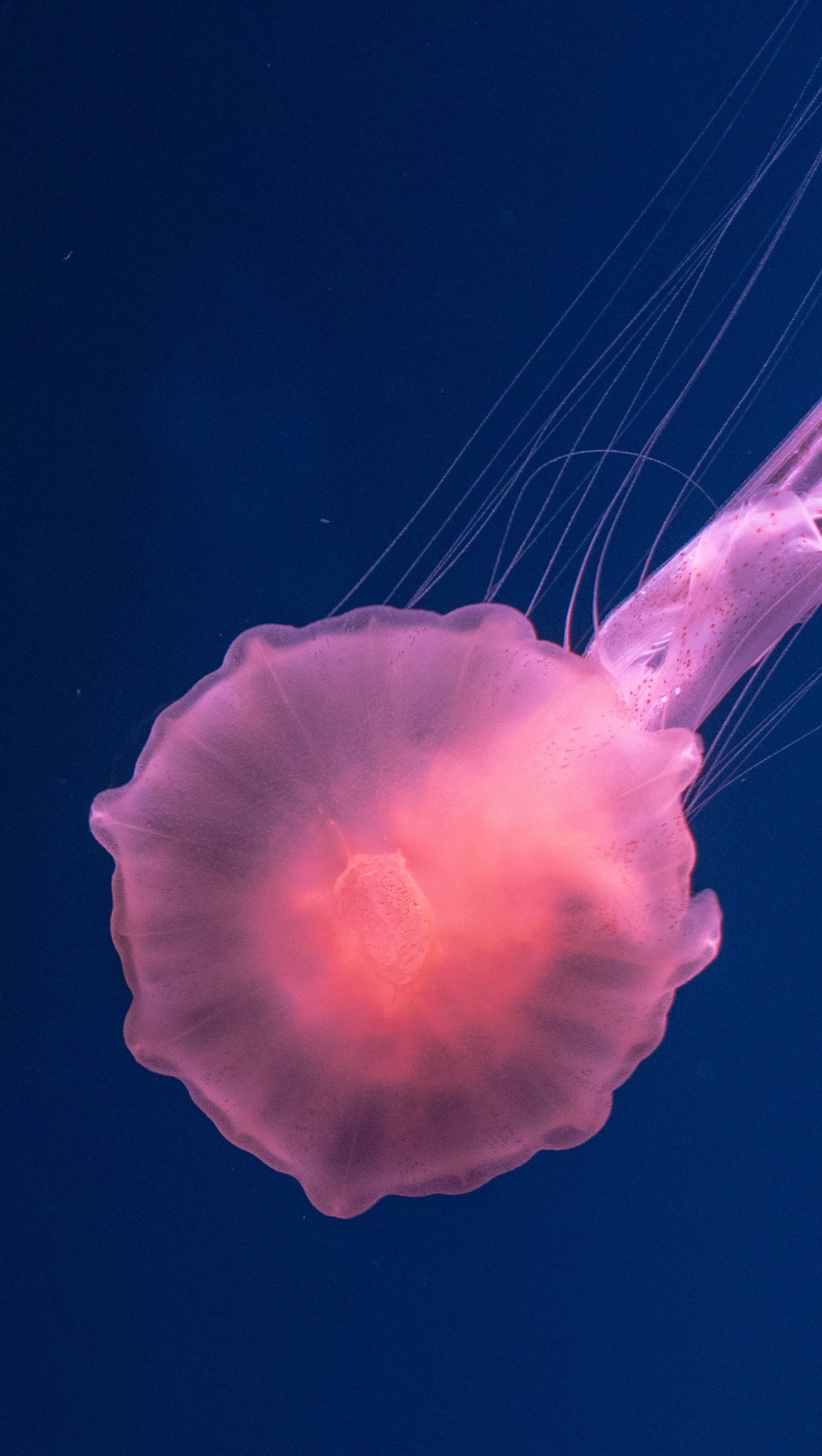 Wallpaper Jellyfish underwater Vertical