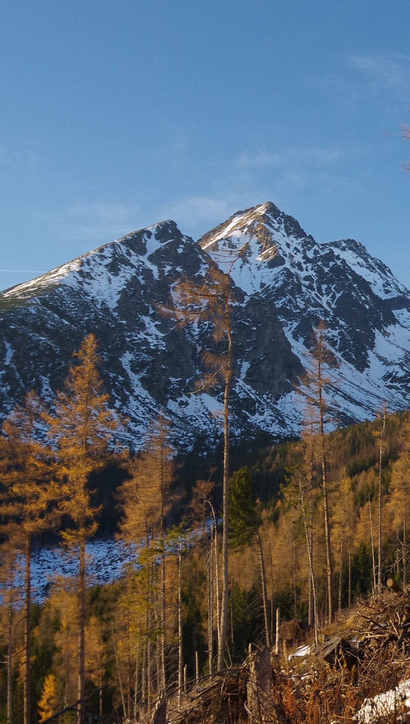 Fondos de pantalla Montañas con nieve y árboles Vertical