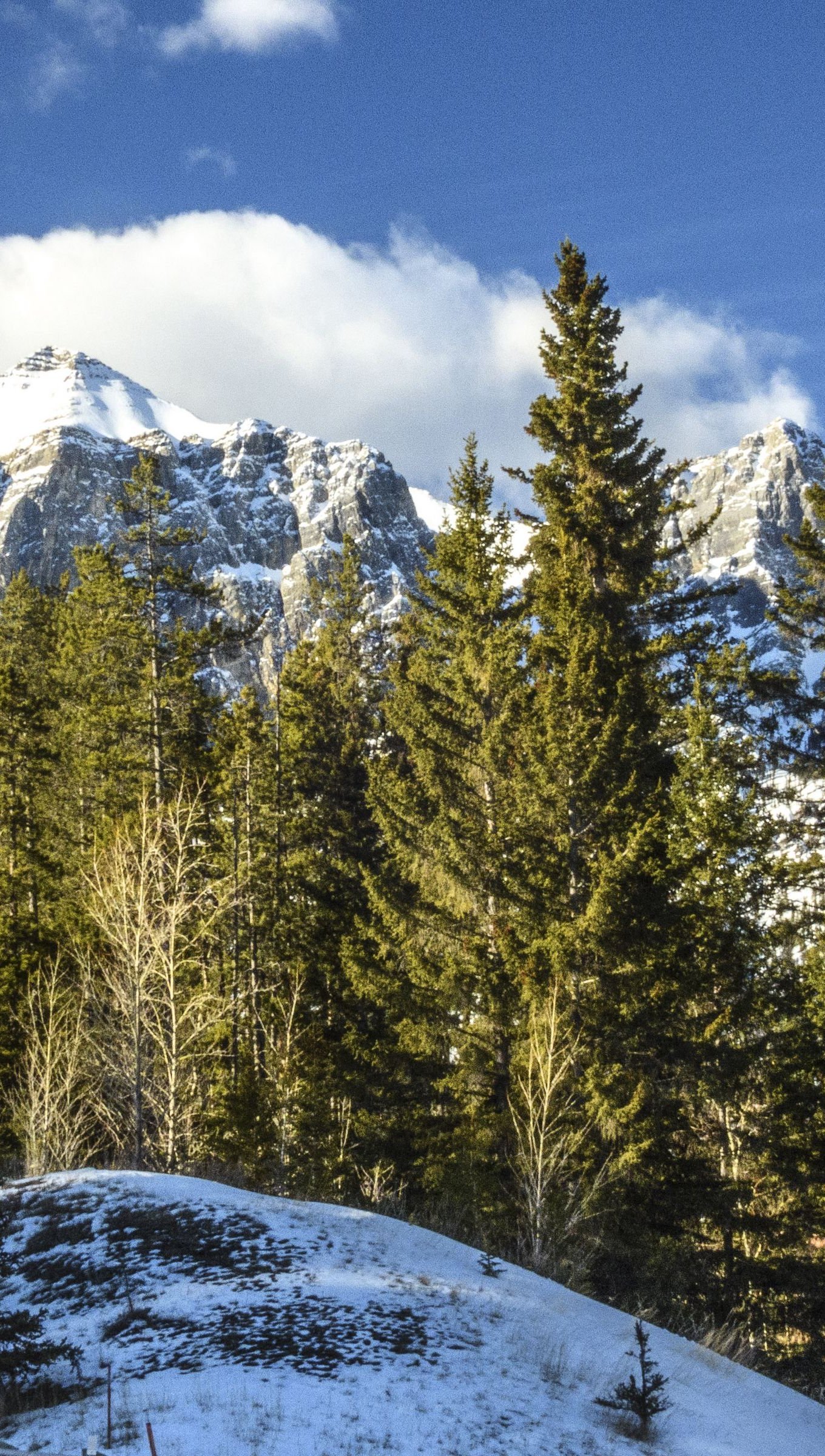 Wallpaper Snowed mountains behind pine trees Vertical