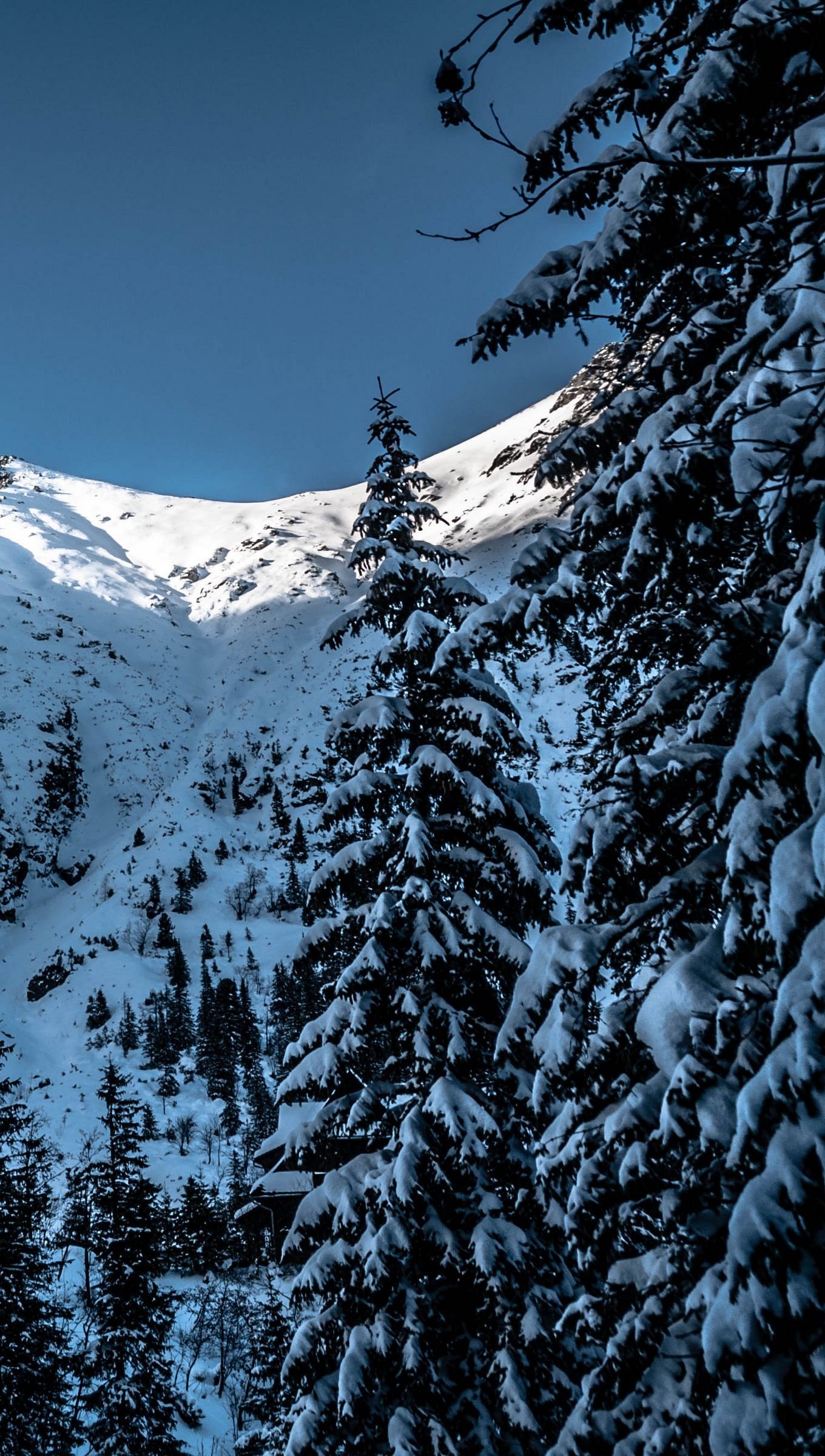 Fondos de pantalla Montañas nevadas en el bosque Vertical