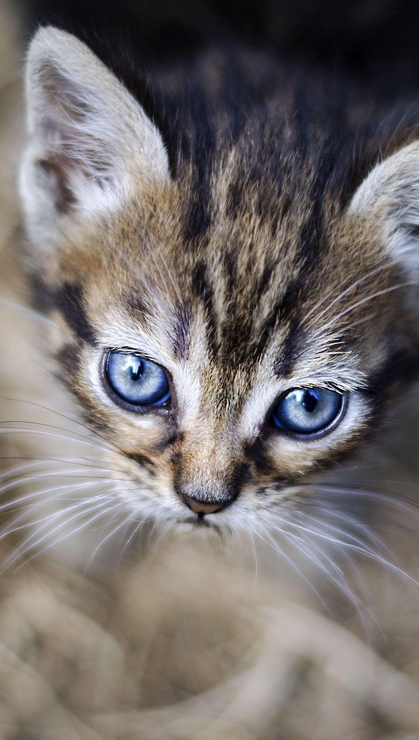 Fondos de pantalla Ojos de gatito Vertical