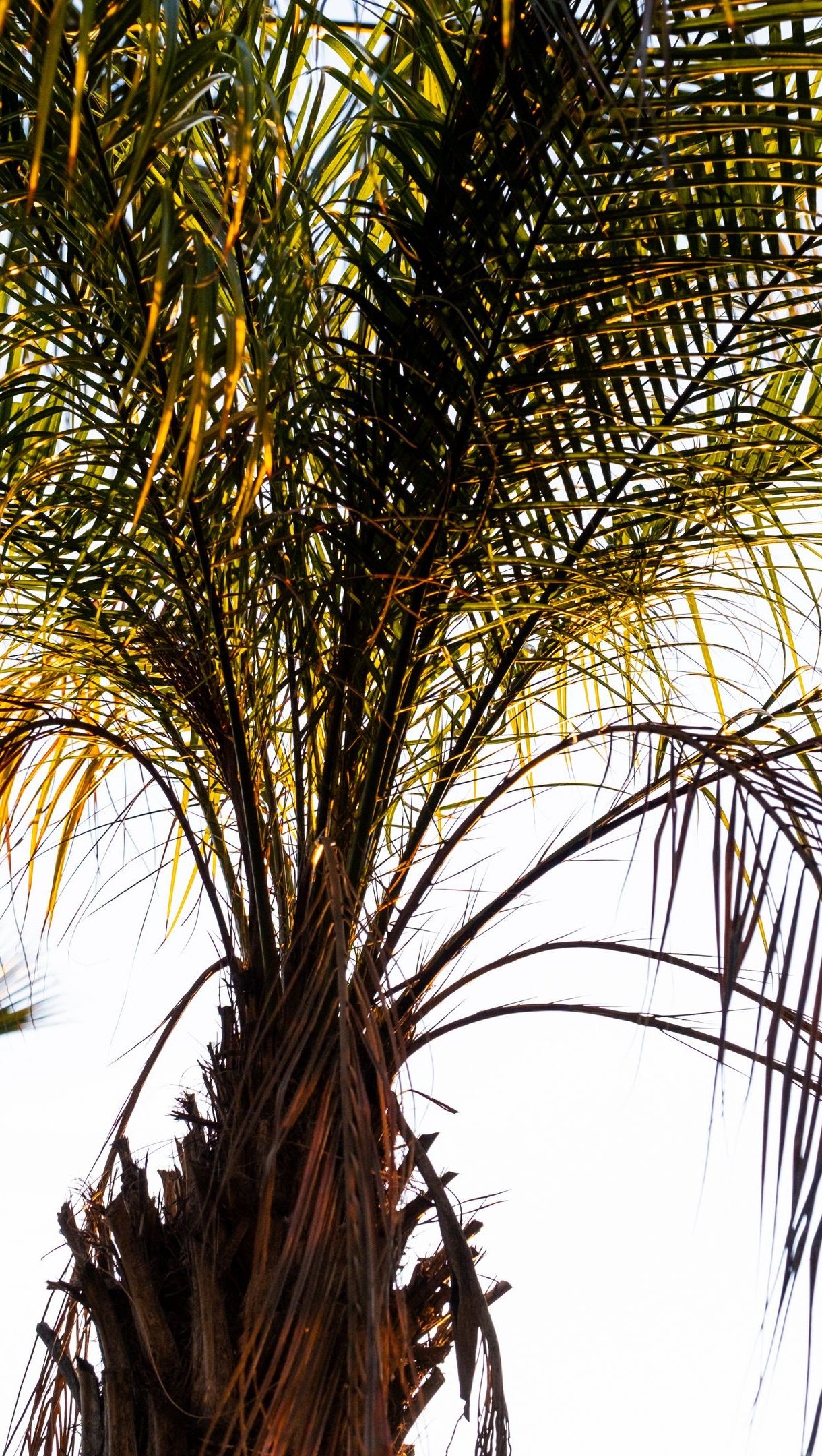 Wallpaper Palm tree Vertical