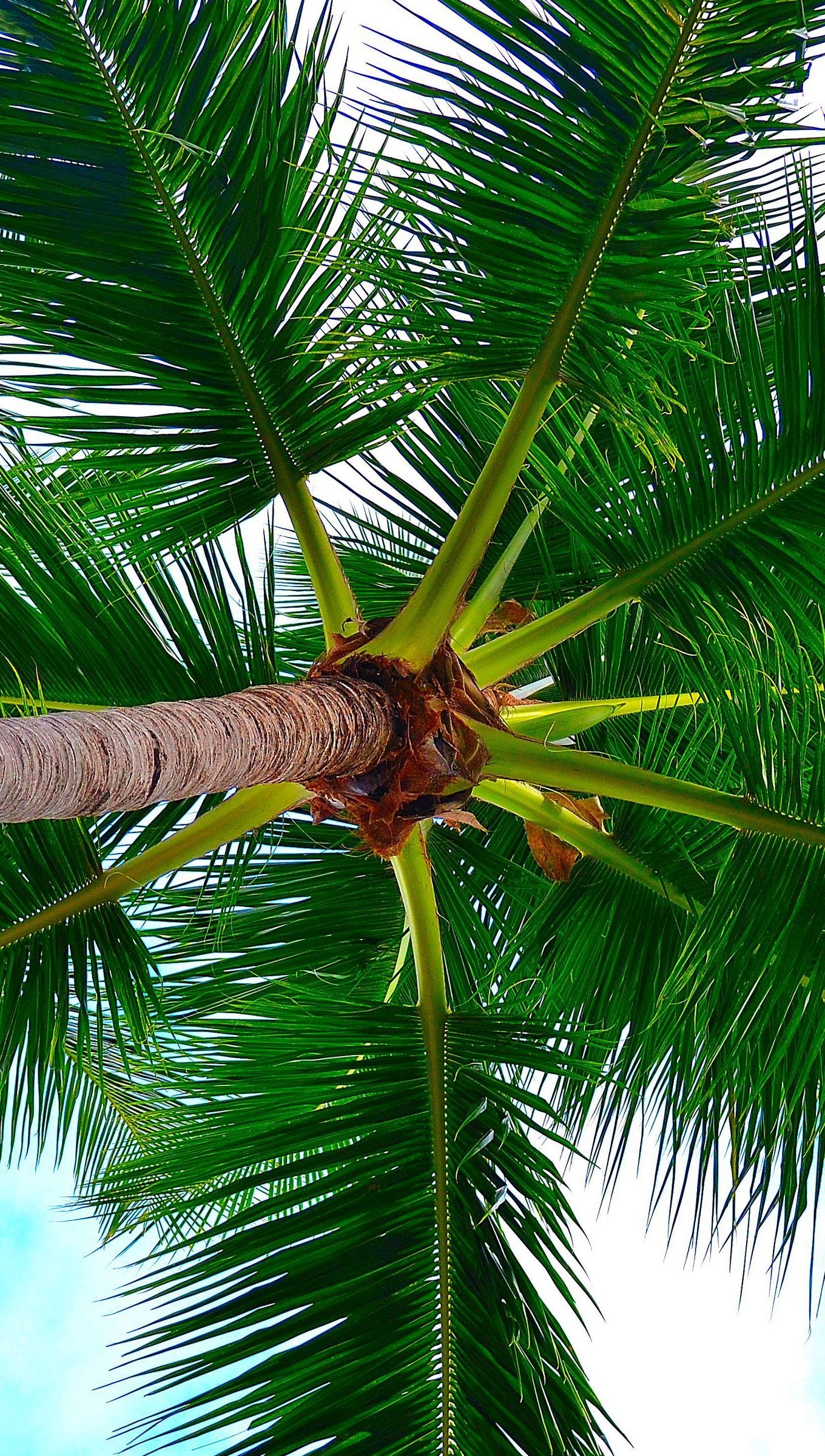 Wallpaper Palm Tree Vertical