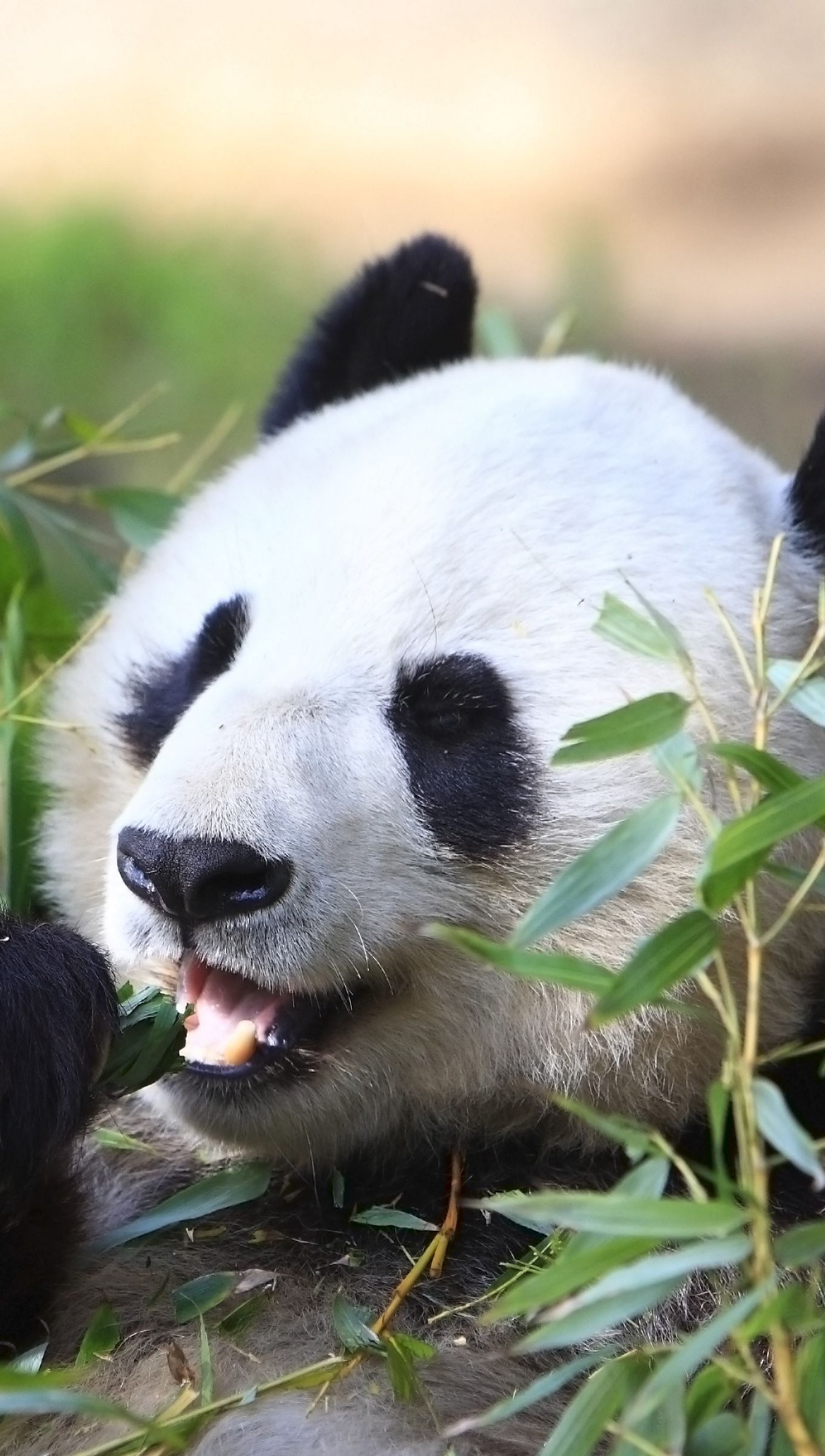 Wallpaper Panda eating Vertical