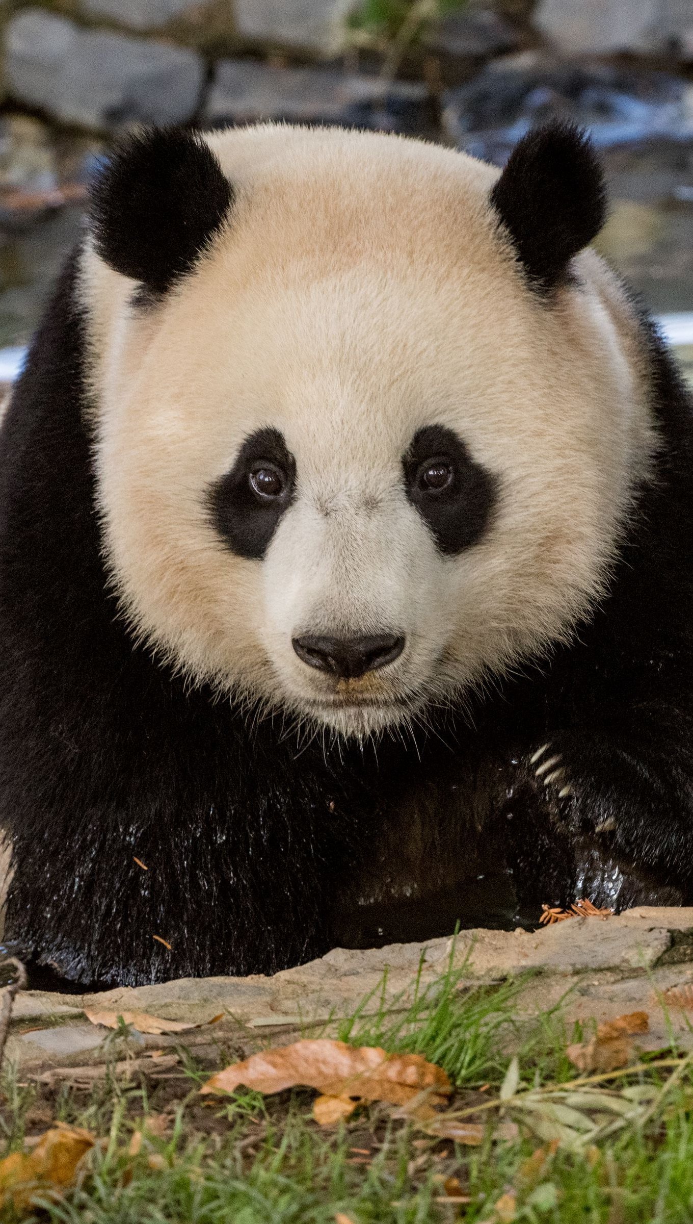 Fondos de pantalla Panda en la naturaleza Vertical