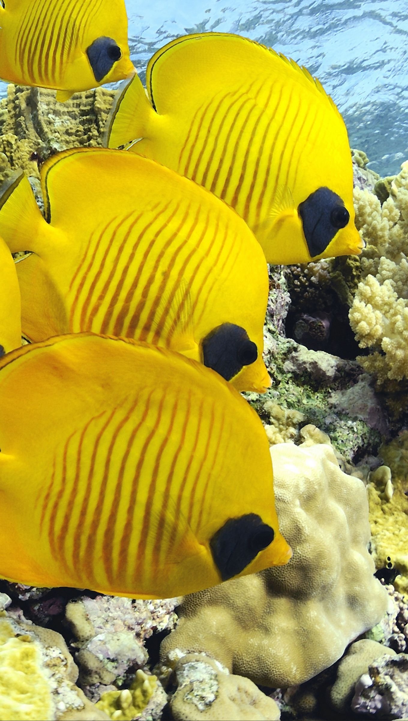 Wallpaper Yellow fish underwater Vertical