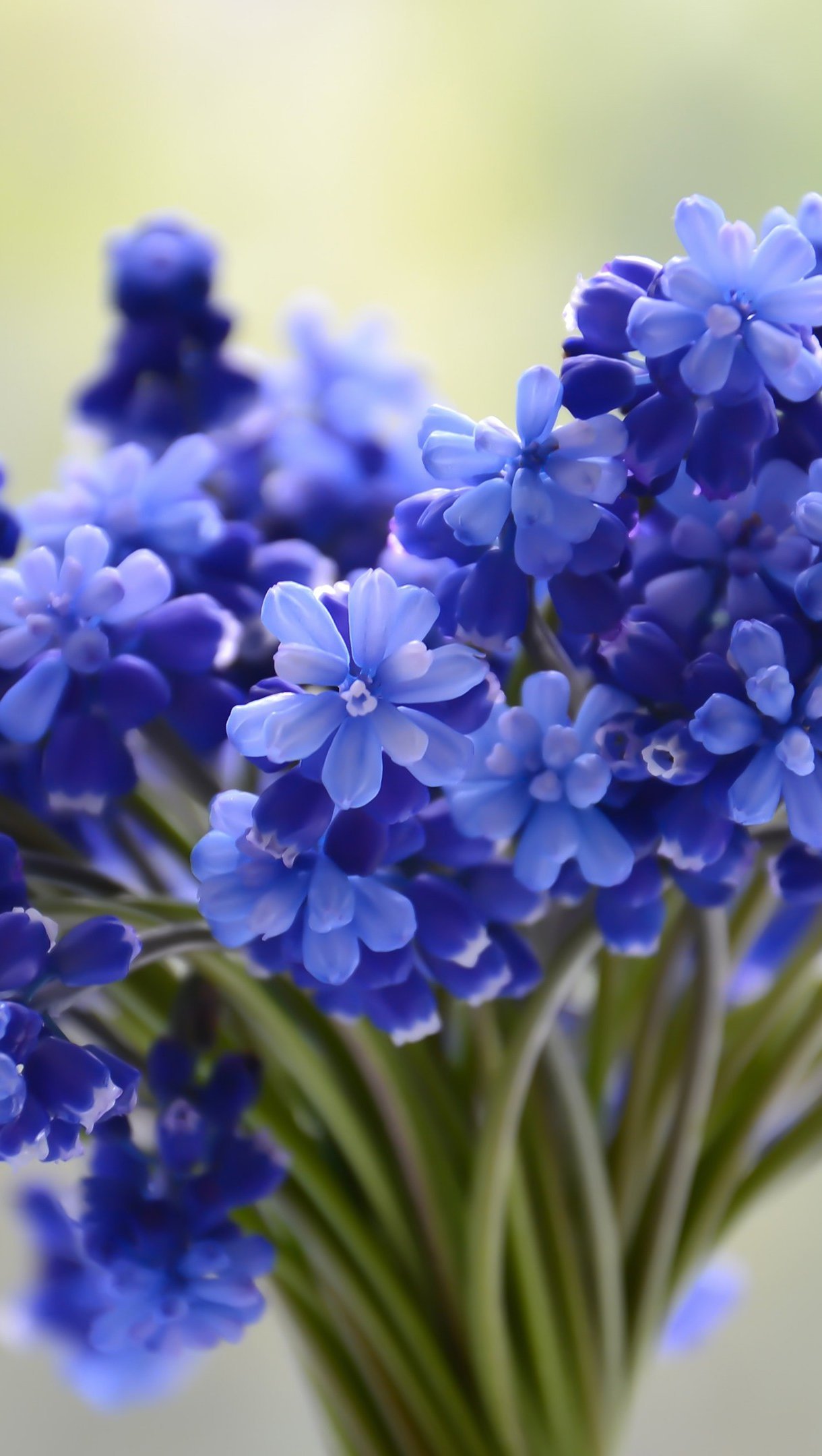 Fondos de pantalla Pequeño ramo de flores azules Vertical