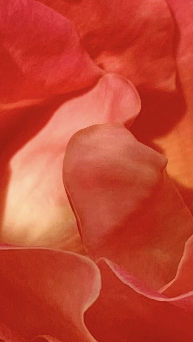 Wallpaper Rose petals up close Vertical