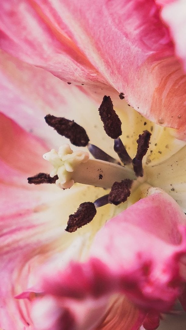 Wallpaper Tulip petals Vertical