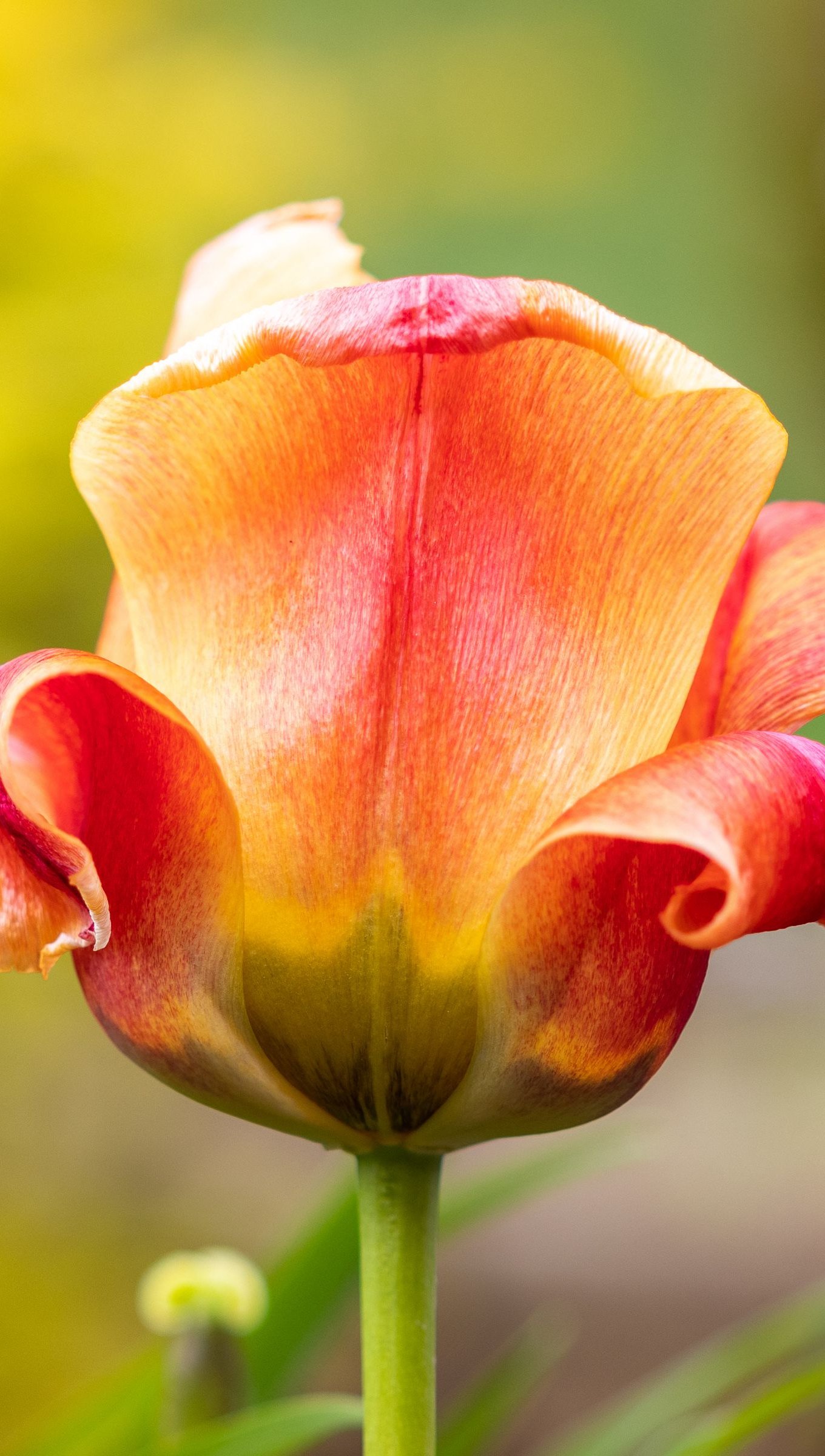 Fondos de pantalla Pétalos de tulipán Vertical