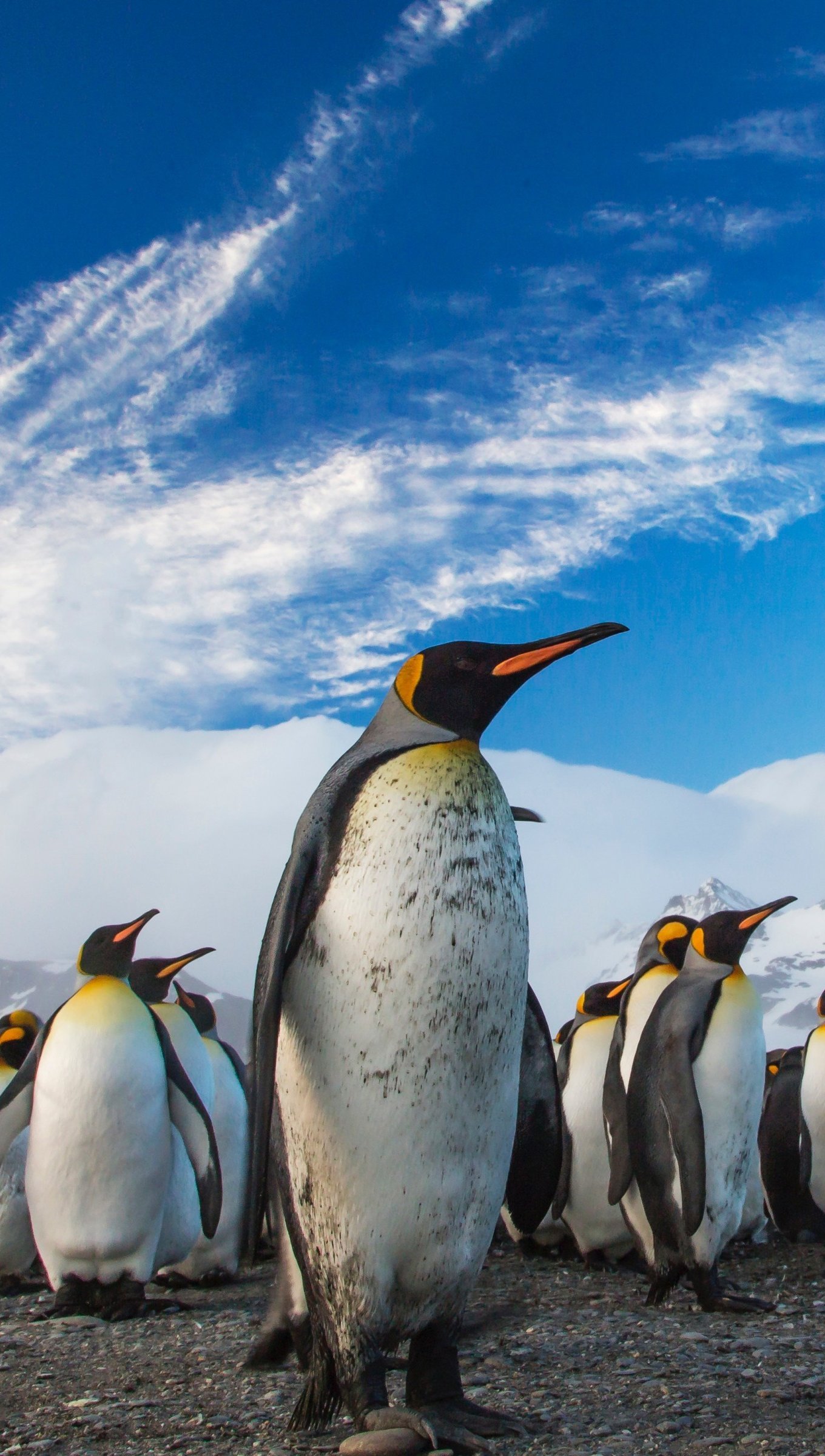 Wallpaper Penguins walking Vertical
