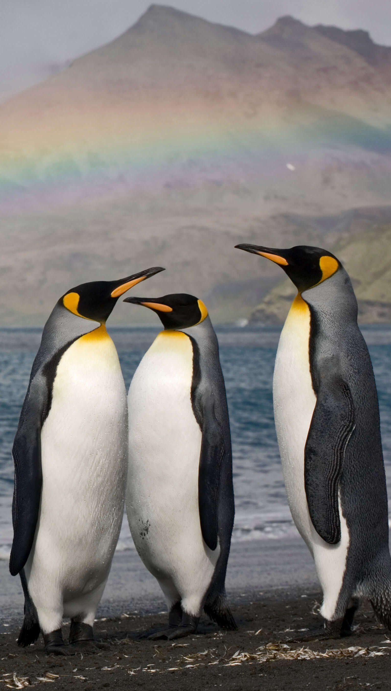 Fondos de pantalla Pingüinos con arcoiris de fondo Vertical