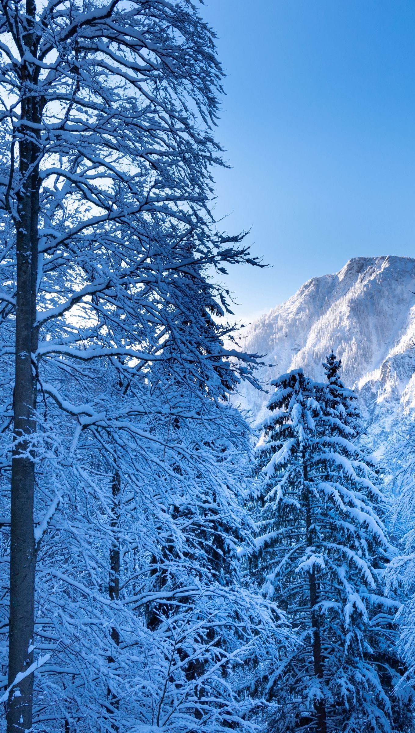 Wallpaper Snowy pine trees Vertical