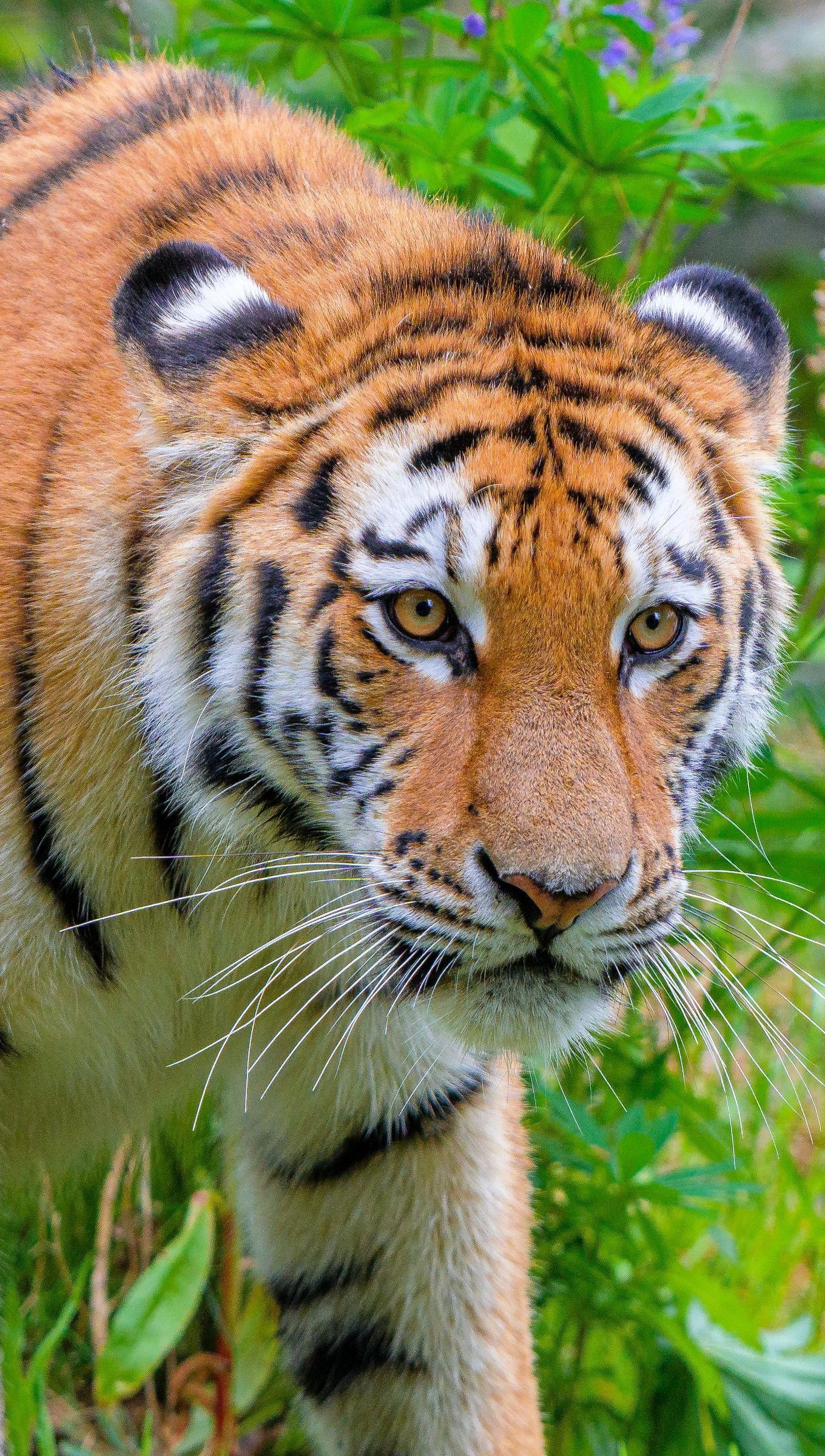 Siberian Tiger Predator Wallpaper 4k Ultra HD ID:10241