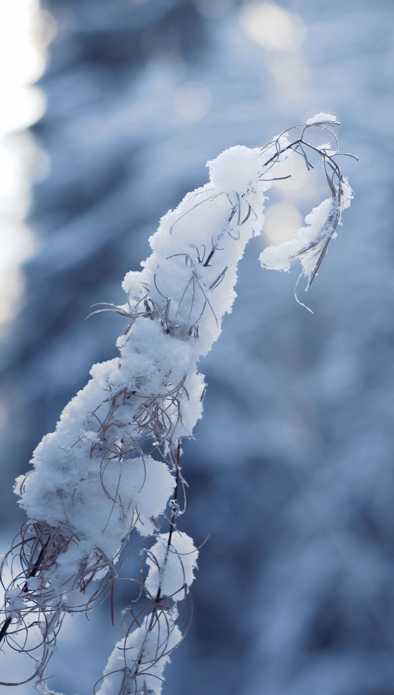 Wallpaper Branch tree frozen Vertical