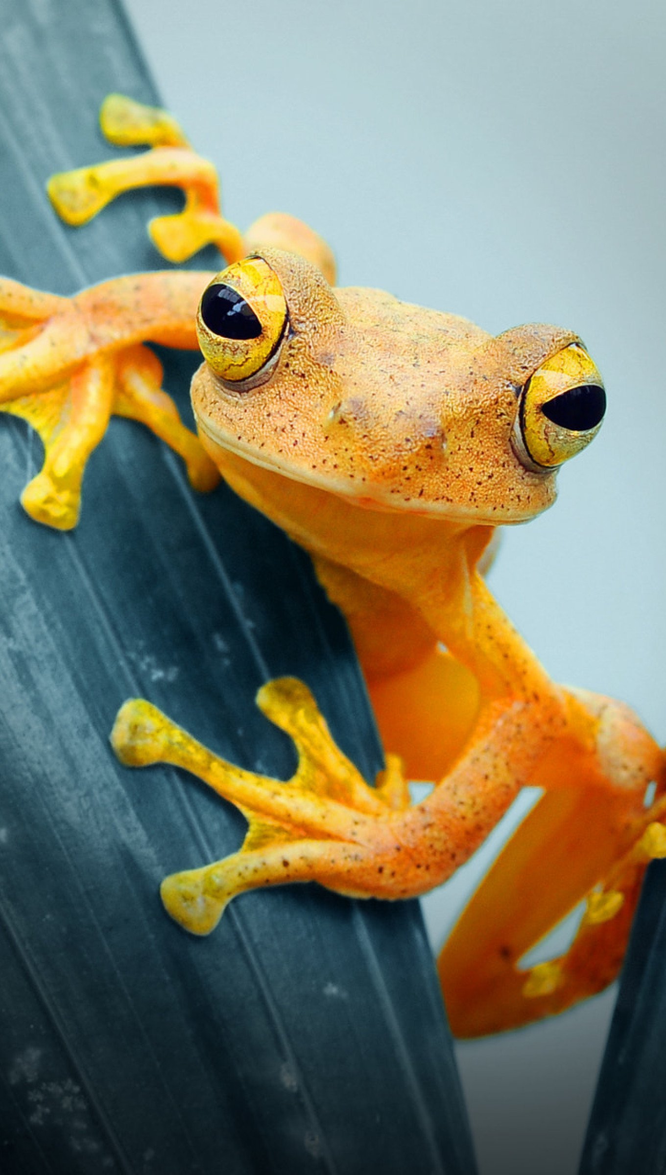 Wallpaper Yellow Frog Vertical