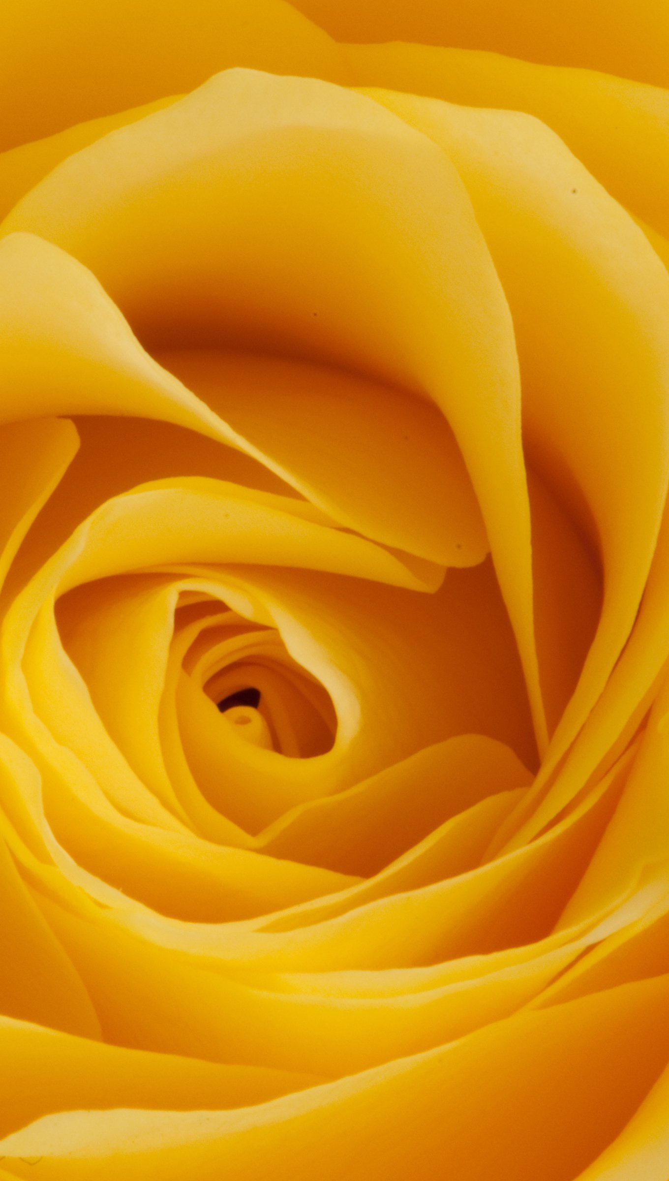 Wallpaper Yellow rose Vertical