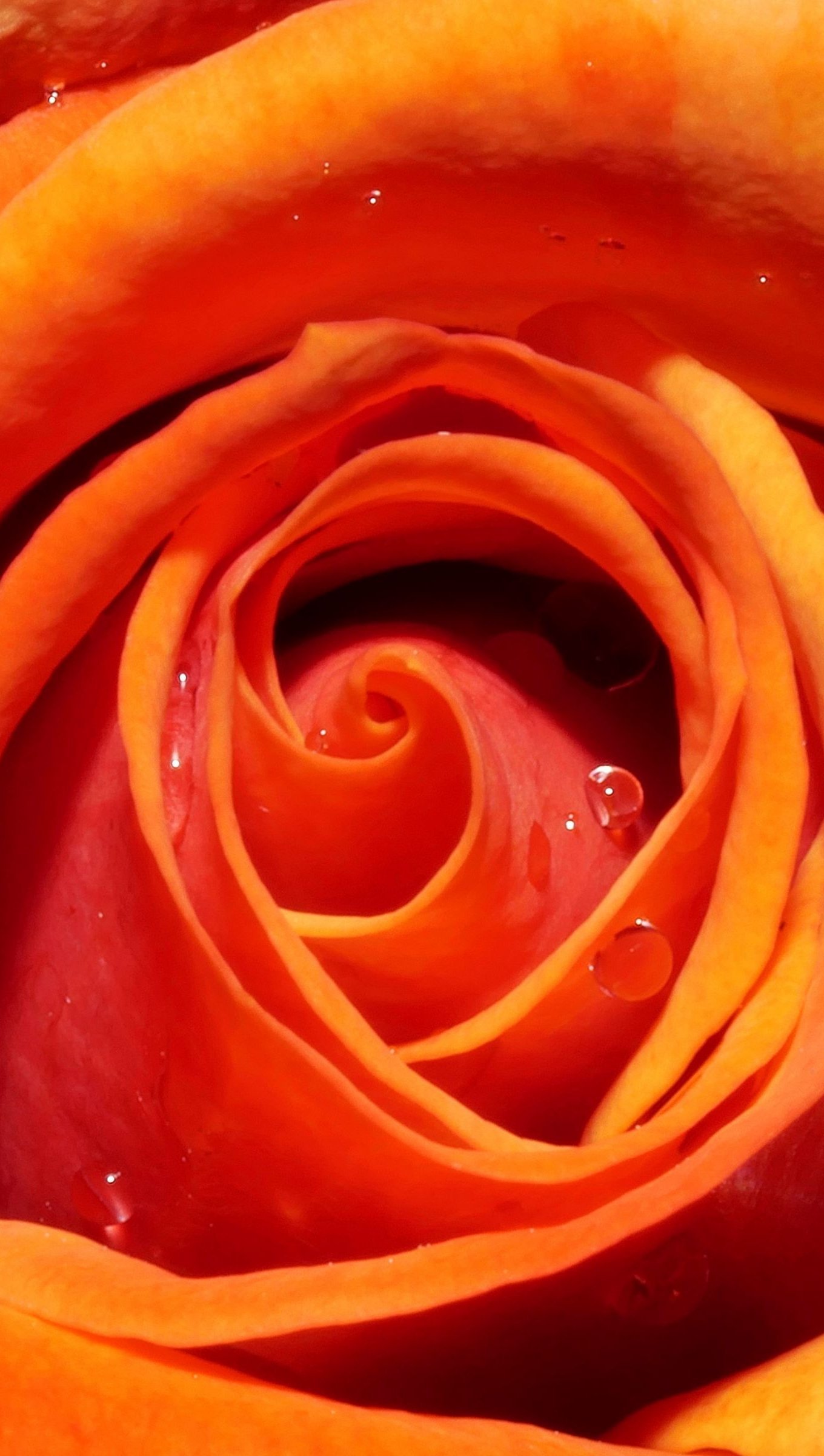 Wallpaper Orange rose with water drops Vertical