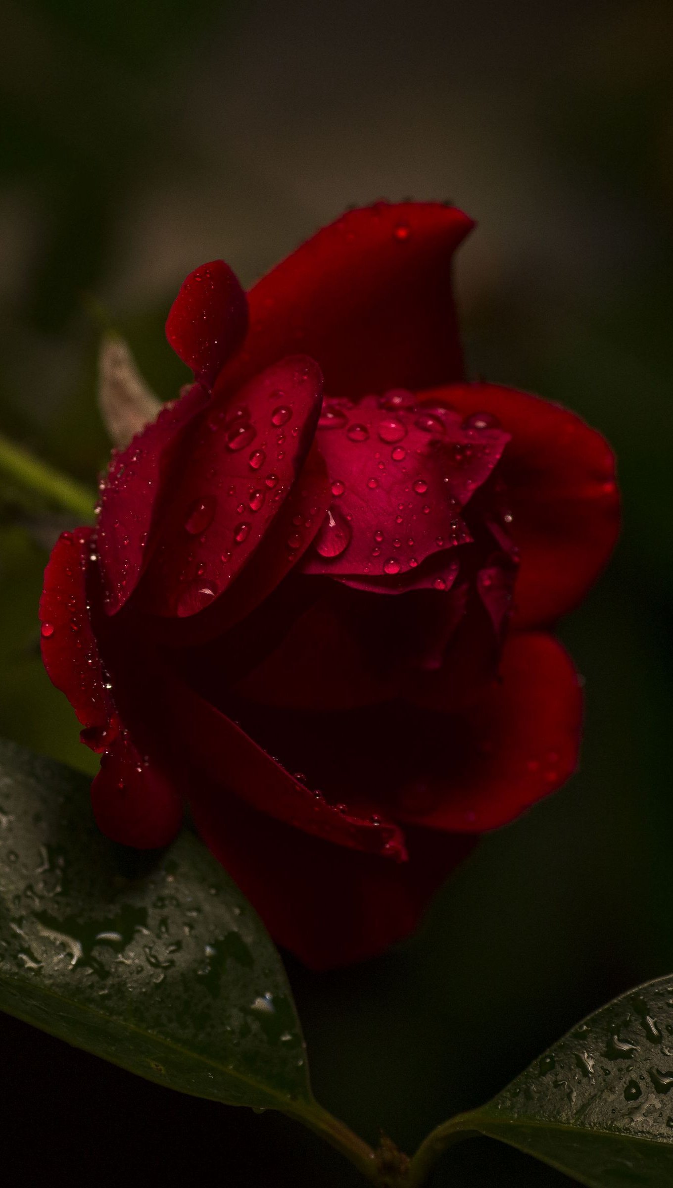 Wallpaper Red rose with water drops Vertical
