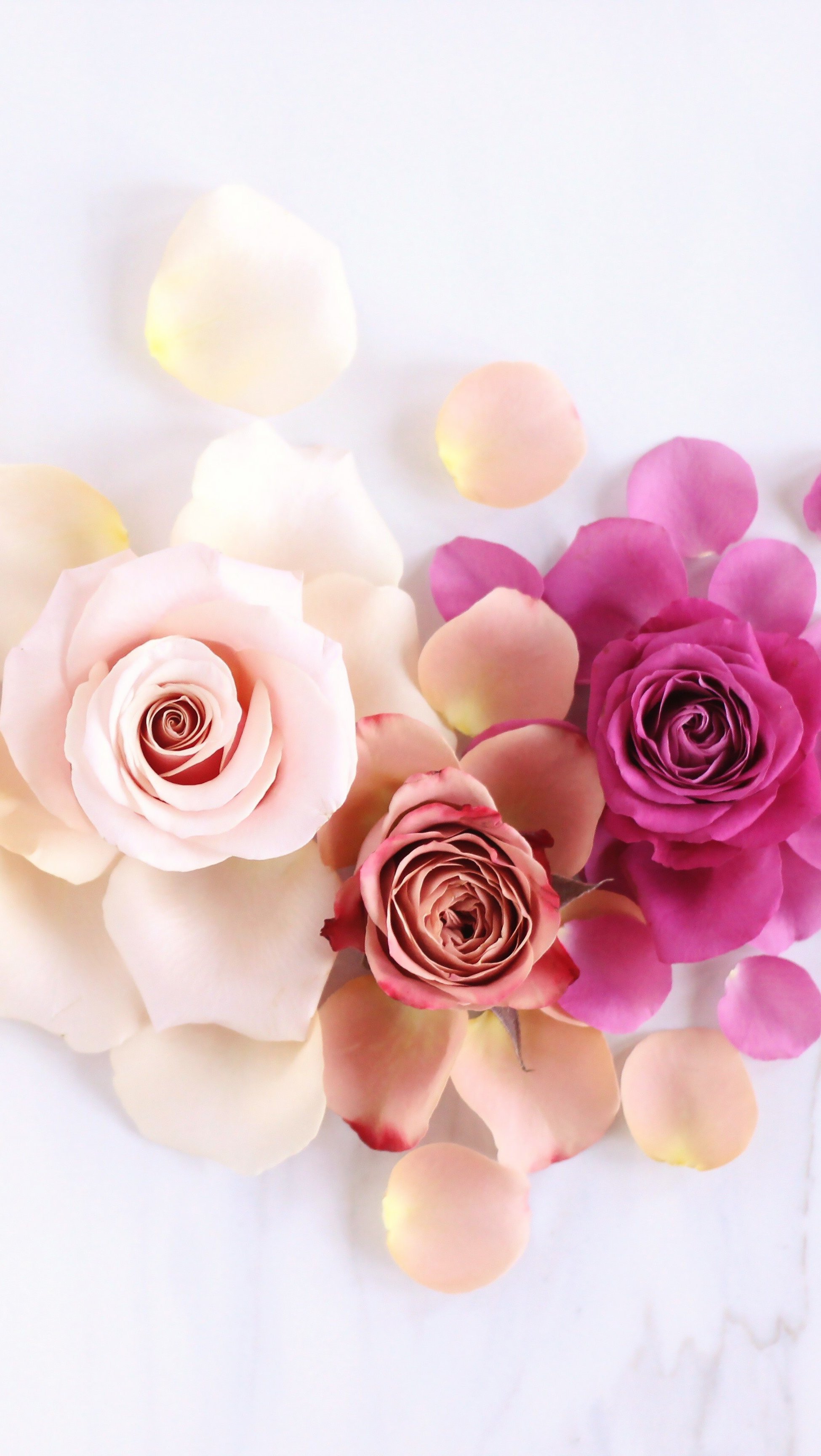 Wallpaper Roses in Gradient Colors Vertical
