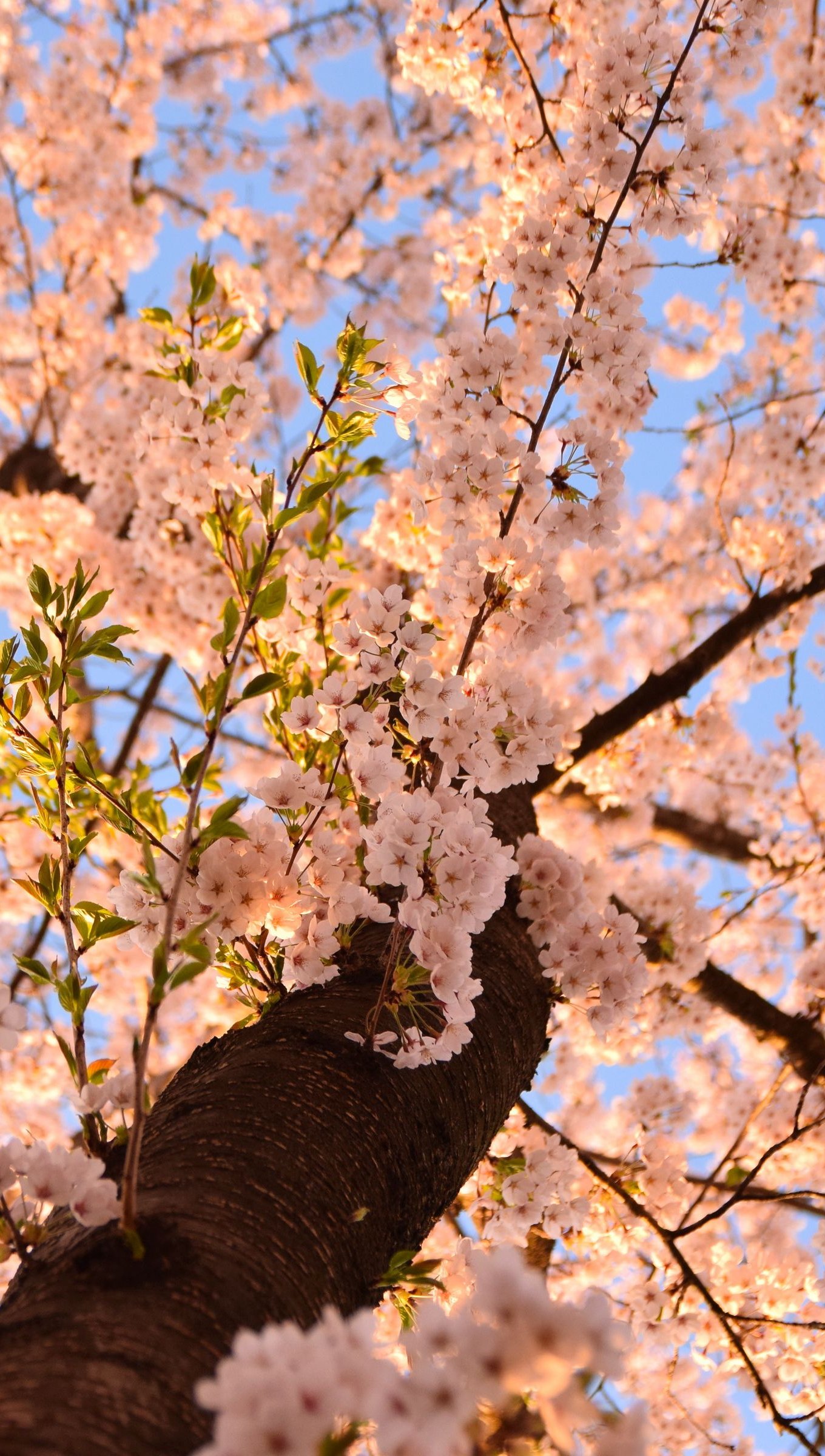 Wallpaper Sakura cherry blossom Vertical