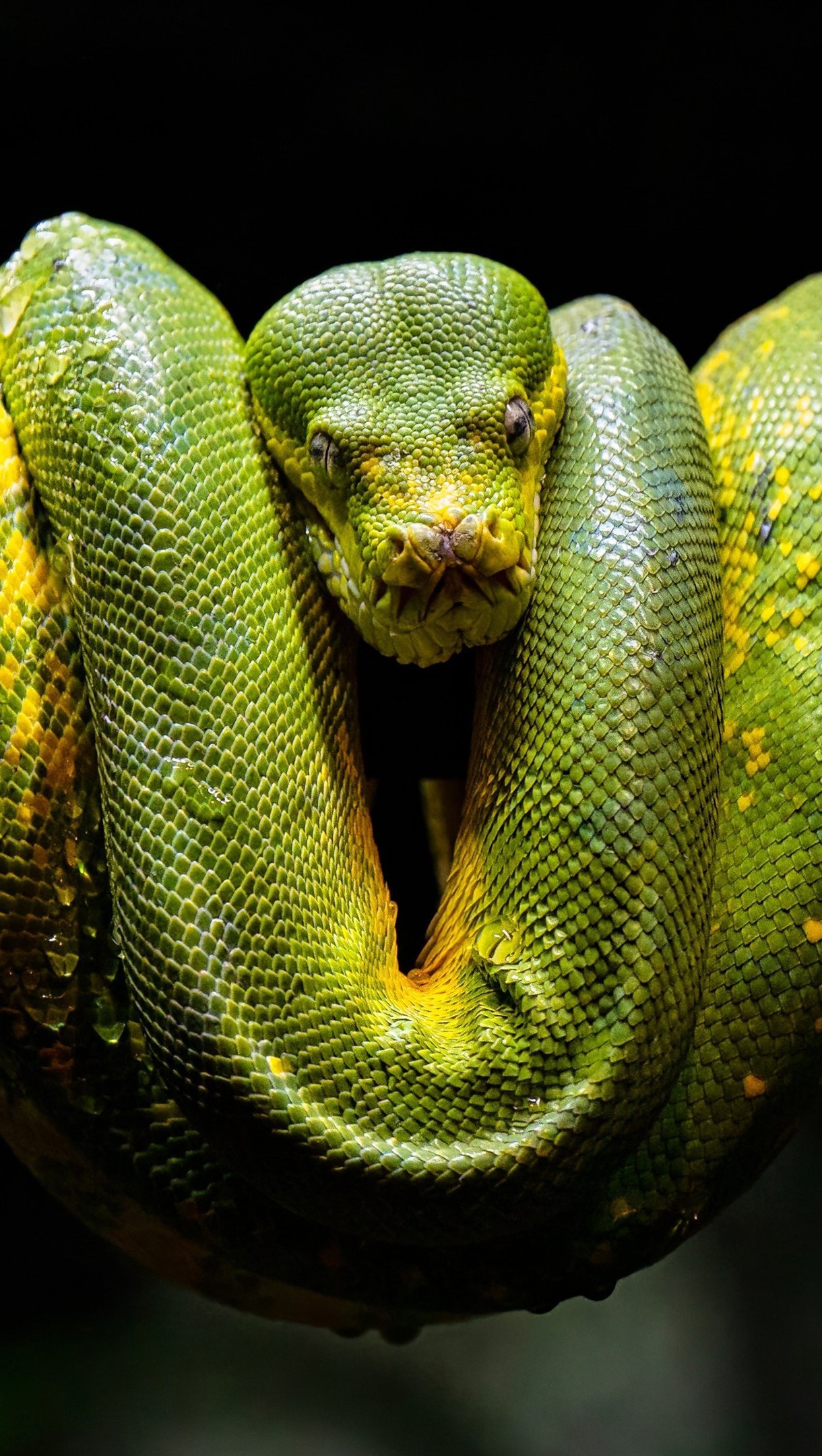 Fondos de pantalla Serpiente piton verde Vertical