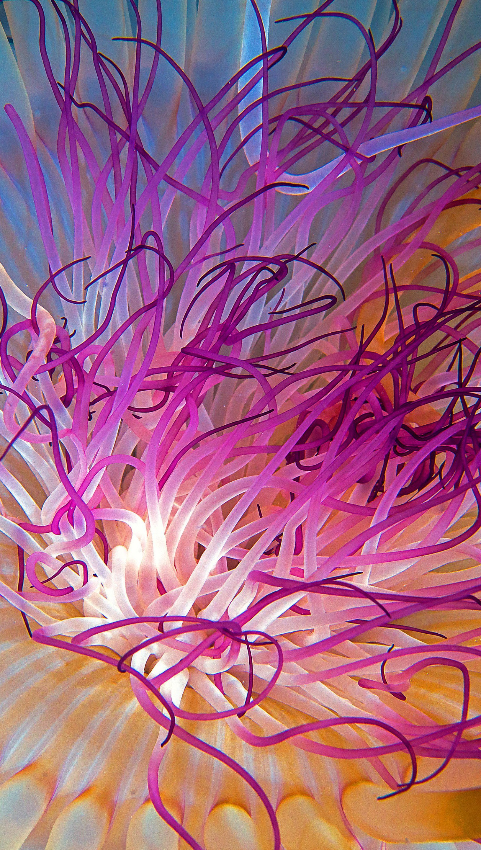 Wallpaper Jellyfish's tentacles Vertical