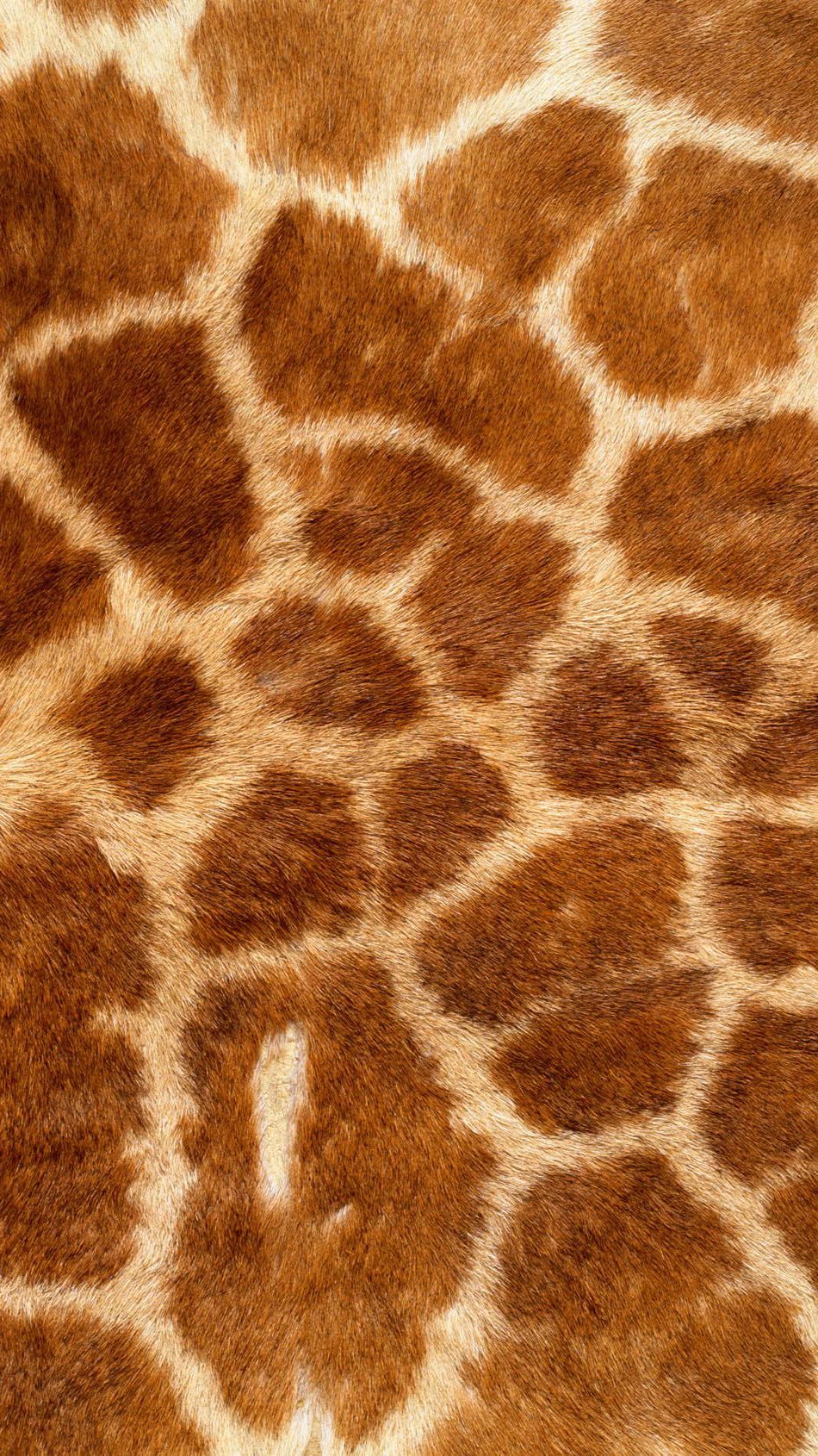 Wallpaper Giraffe texture Vertical