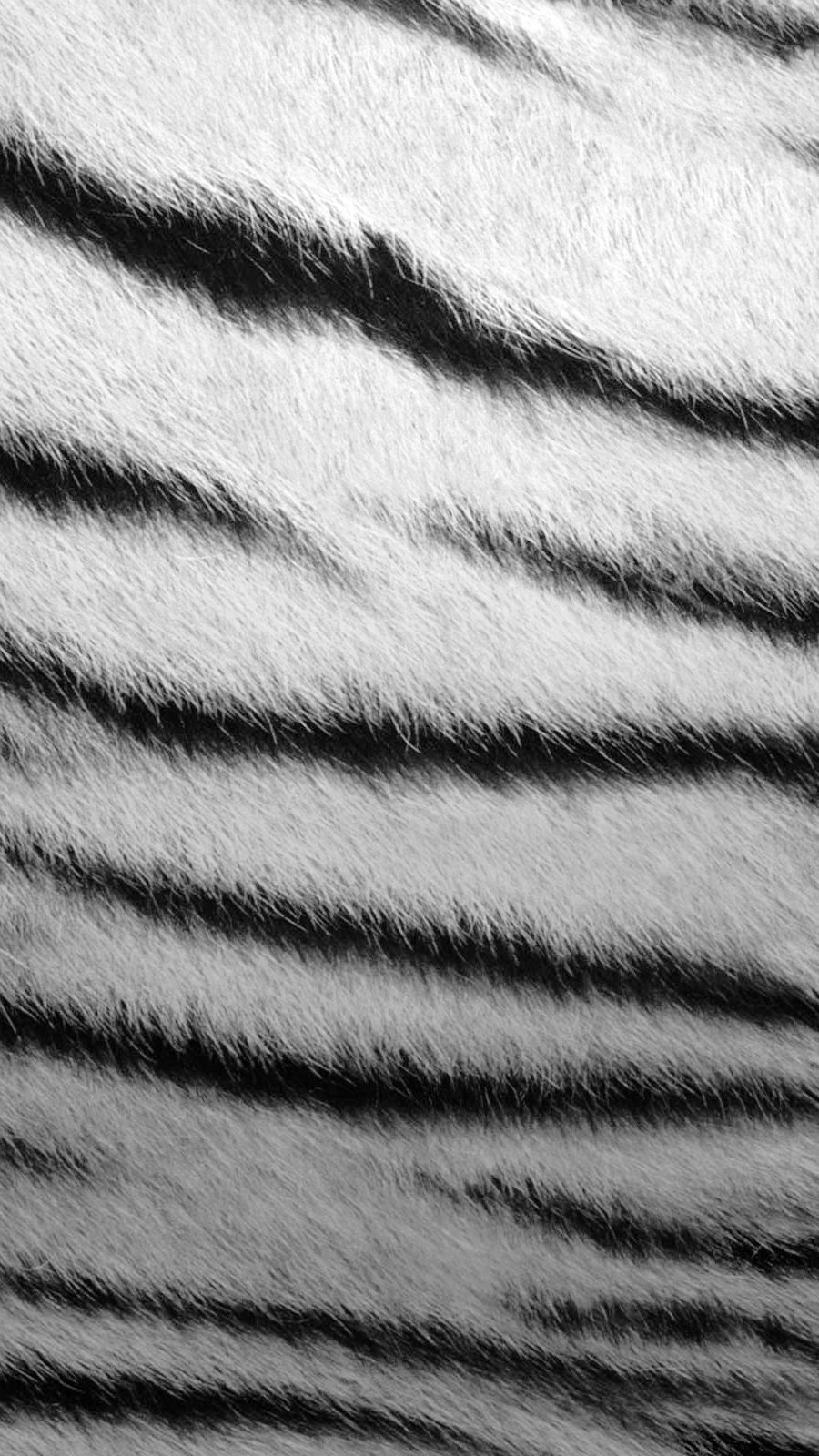 Wallpaper Zebra texture Vertical