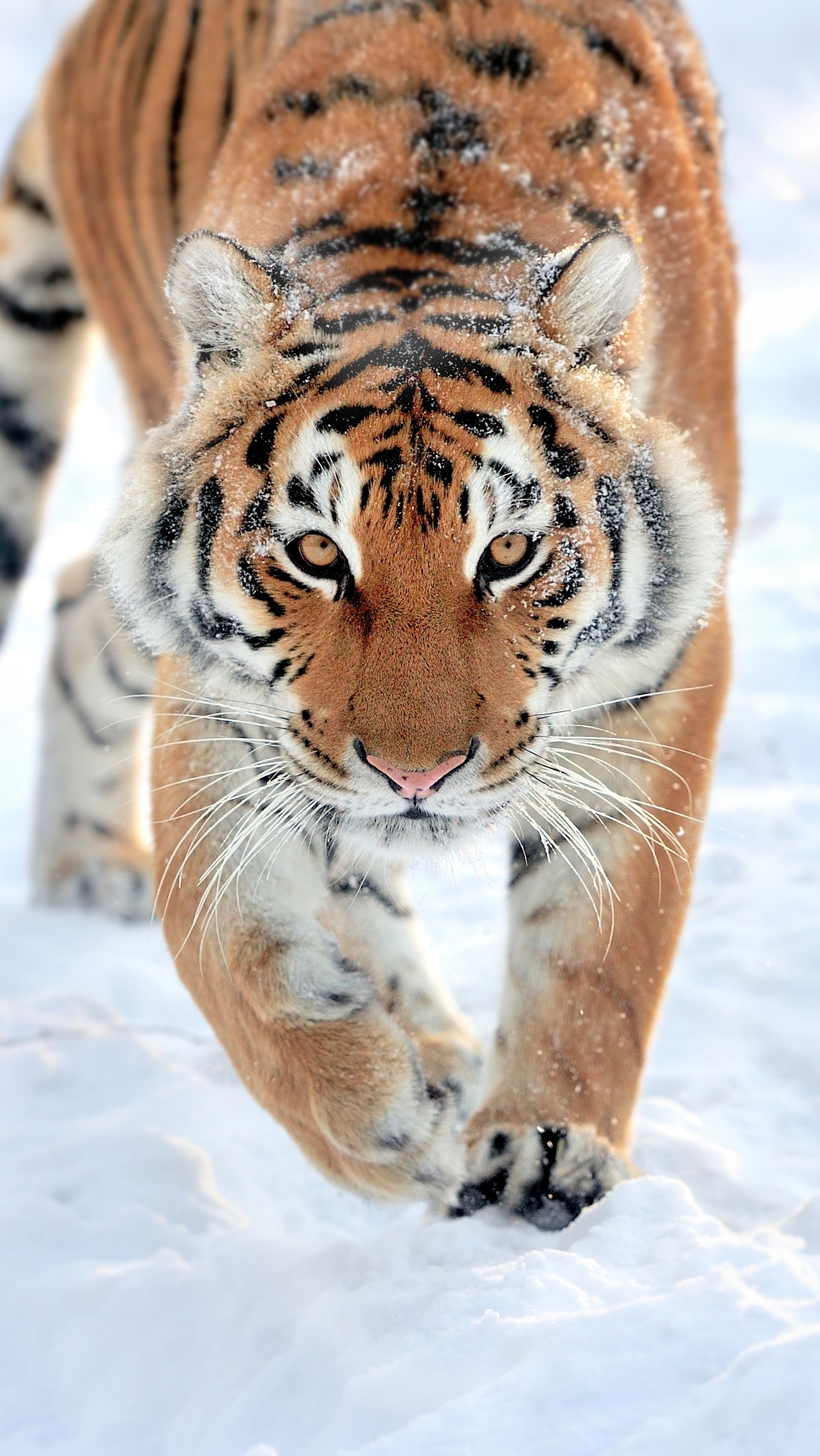 Wallpaper Tiger walking in the snow Vertical