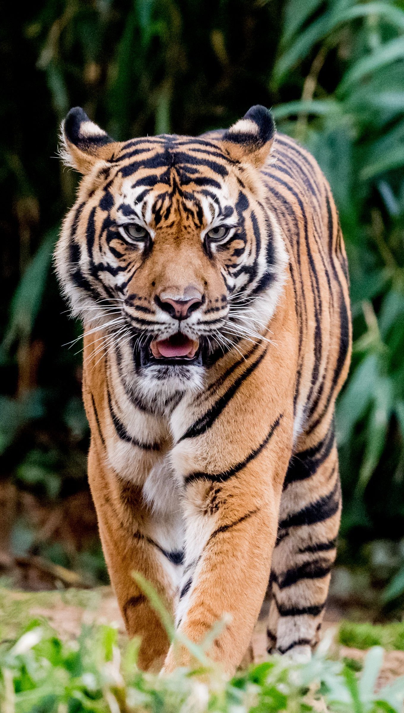 Wallpaper Tiger protruding tongue Vertical